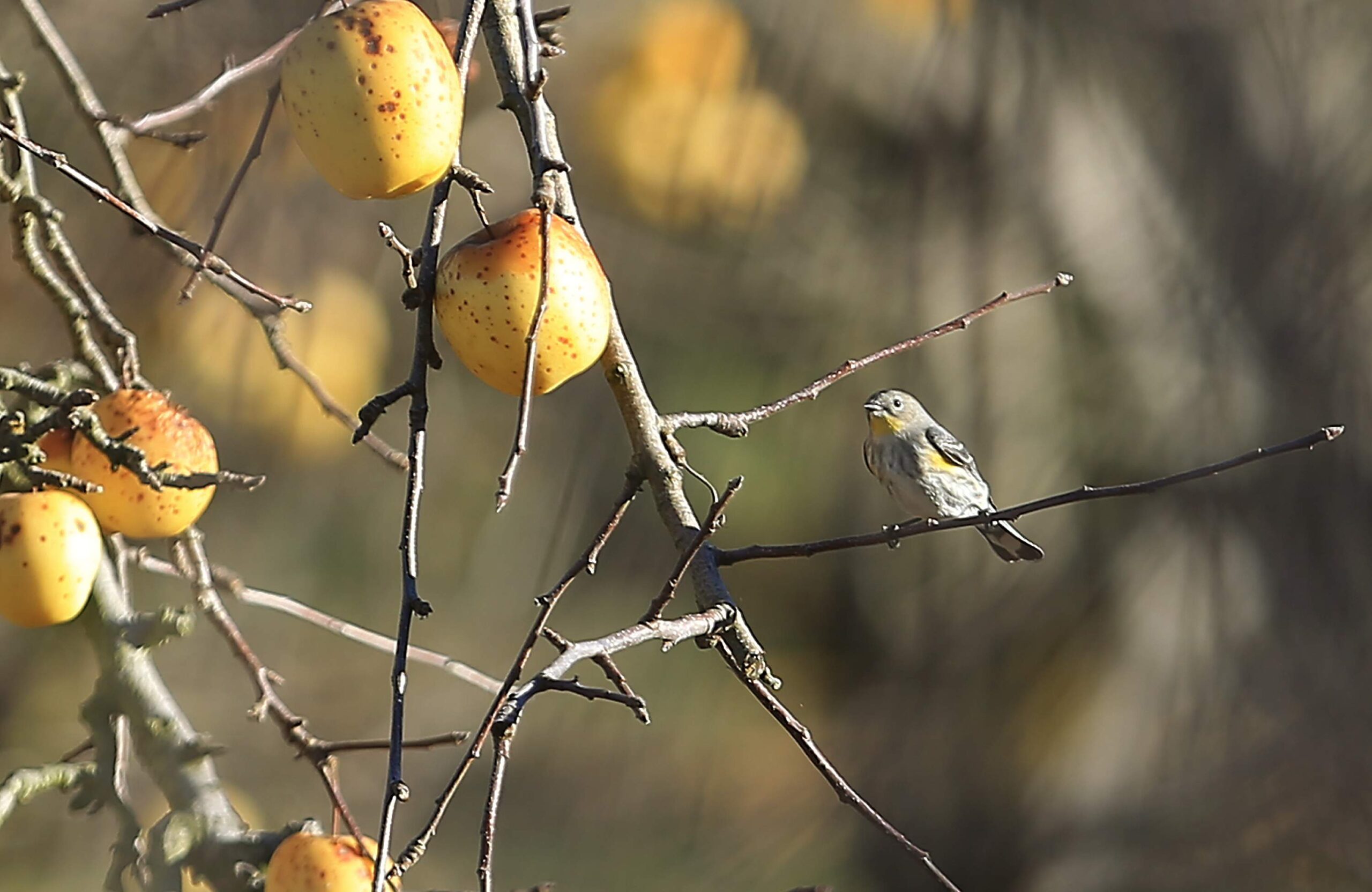 Unharvested apples on remaining apple trees at the Twin Hill Ranch near Sebastopol has been sold, Thursday Dec. 19, 2013. (Kent Porter / Press Democrat, file) 
