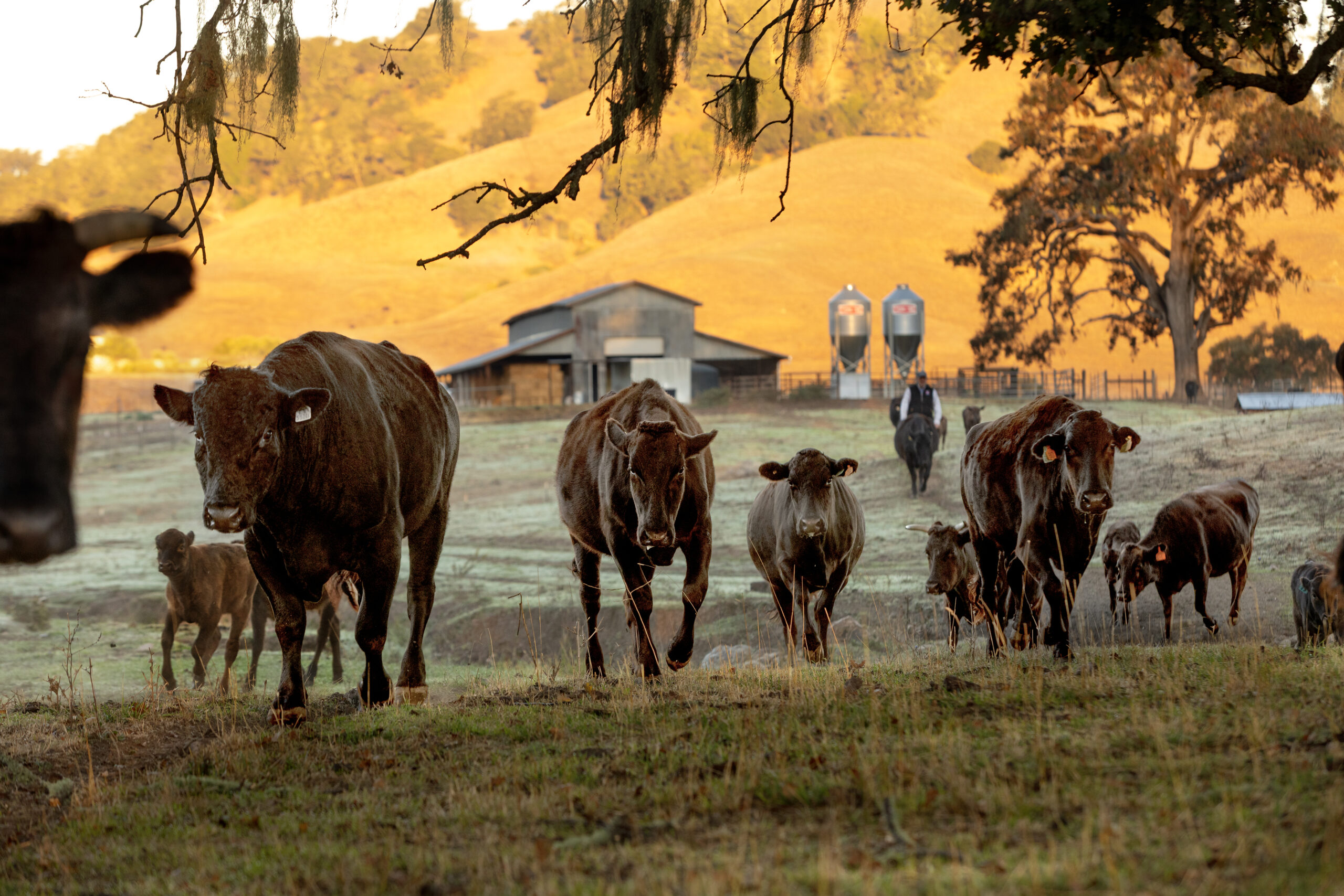 A Knights Valley ranch raises Wagyu for exclusive list of chefs