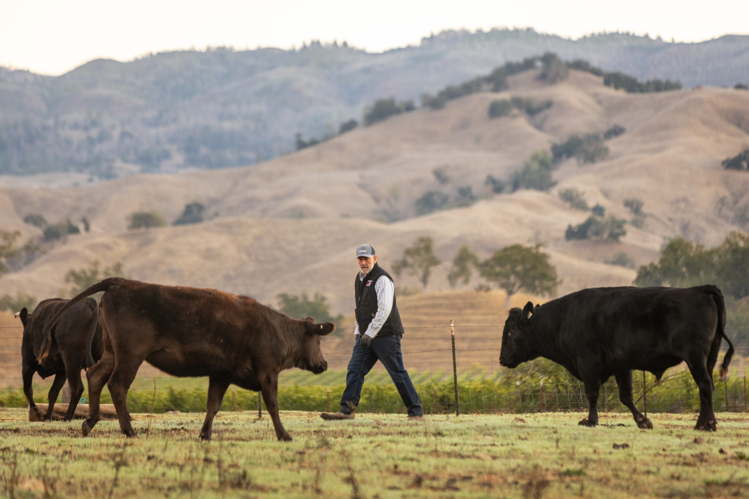 Rancher William Densberger feeds his herd of 100% Japanese Wagyu cattle Wednesday, Oct. 6, 2025, on a ranch owned by Adam Gordon at the base of Mount St. Helena in the Alexander Valley. (John Burgess / The Press Democrat)