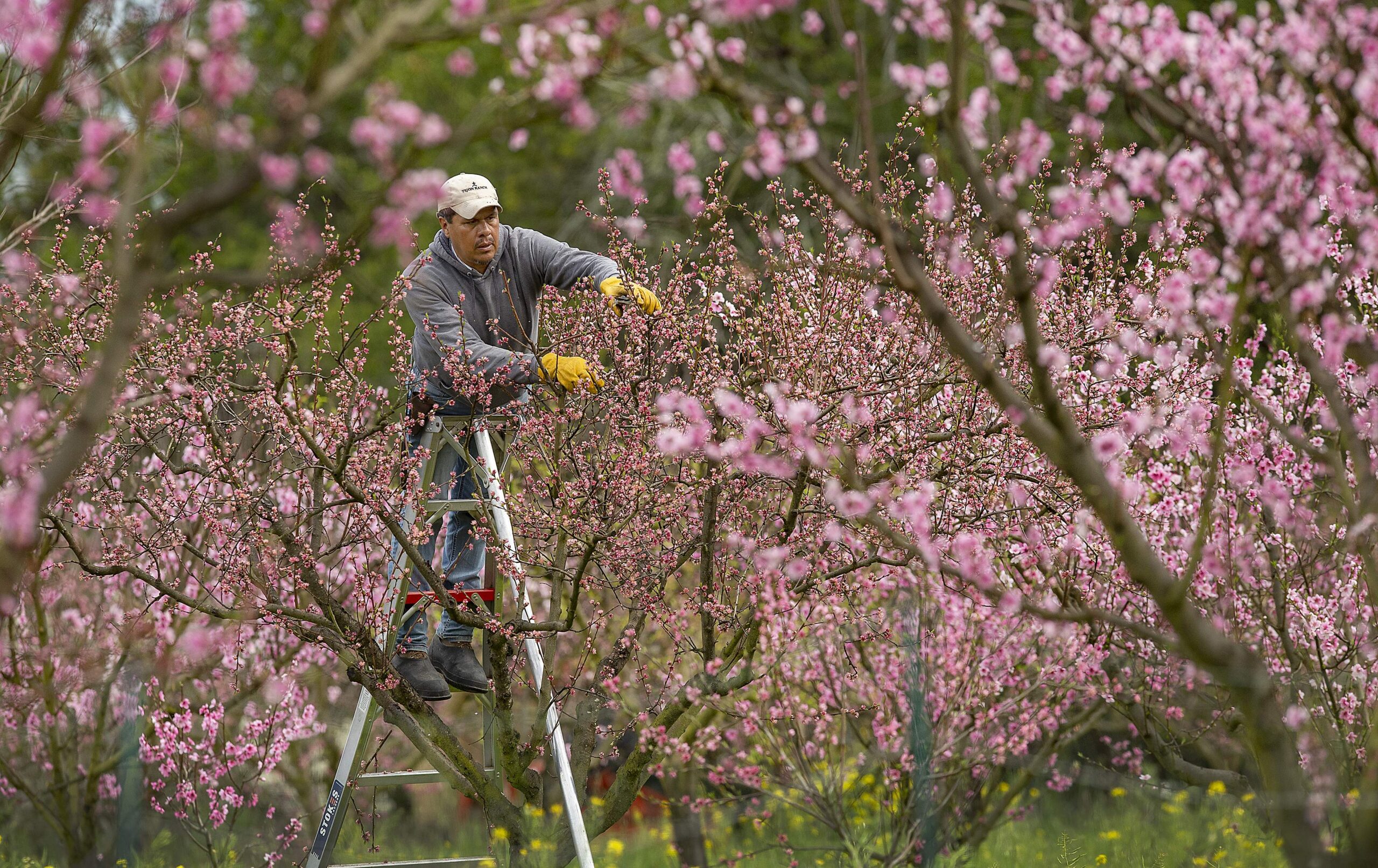 peach trees being pruned after breaking dormancy following winter chill