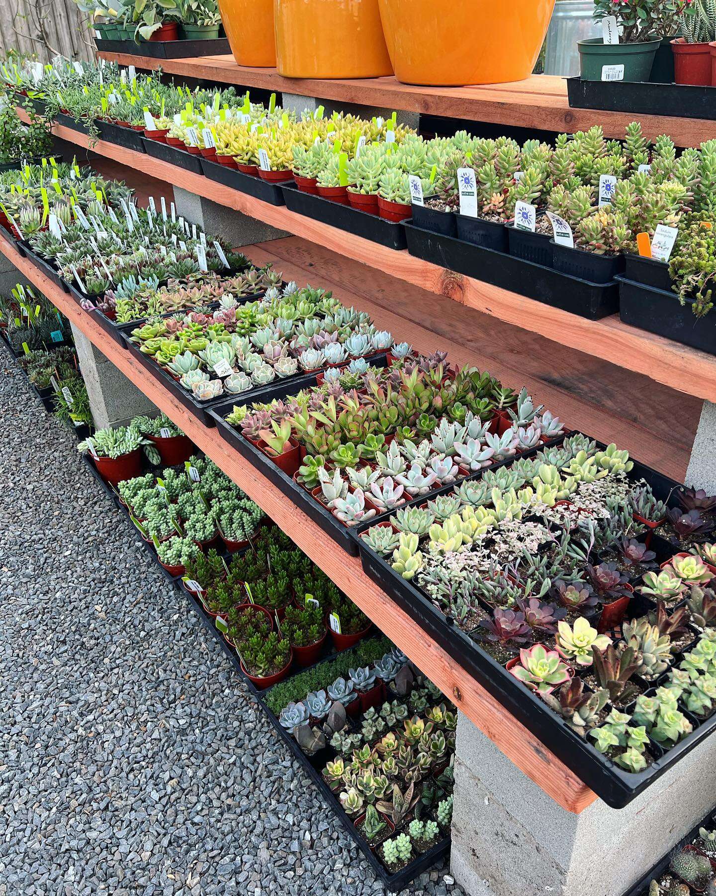 Cloverdale Nursery offers an impressive array of succulents. (Cloverdale Nursery)