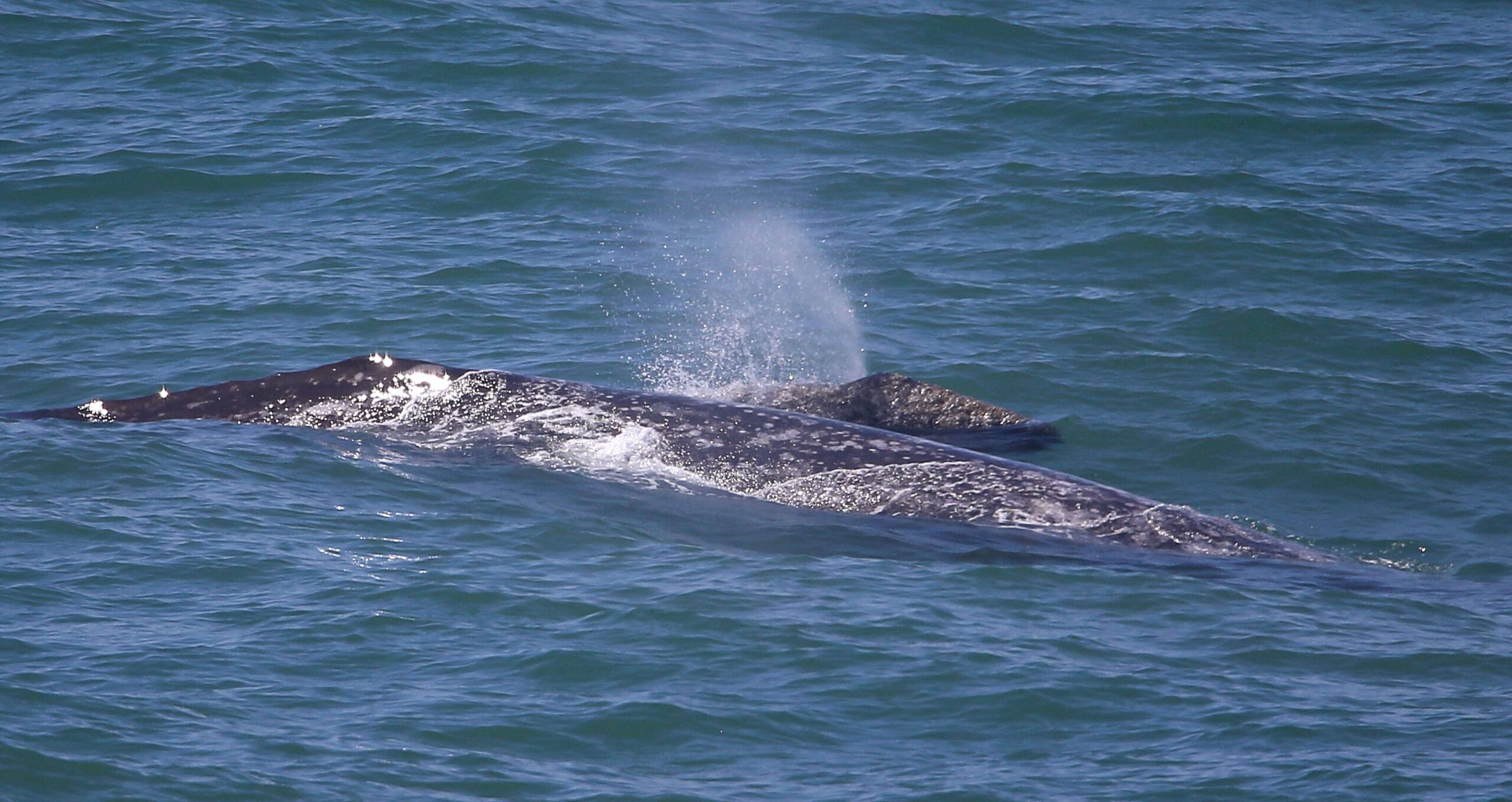 A gray whale and her calf migrate north past Bodega Head.