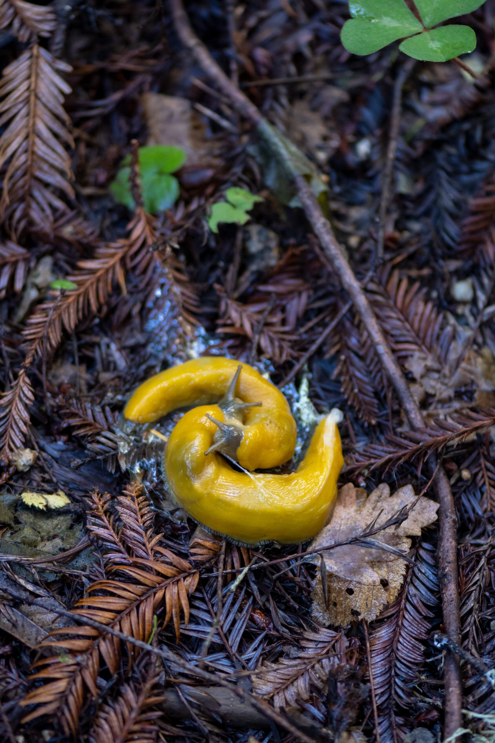 Banana slugs, Ariolimax columbianus, mating on leaf litter in California