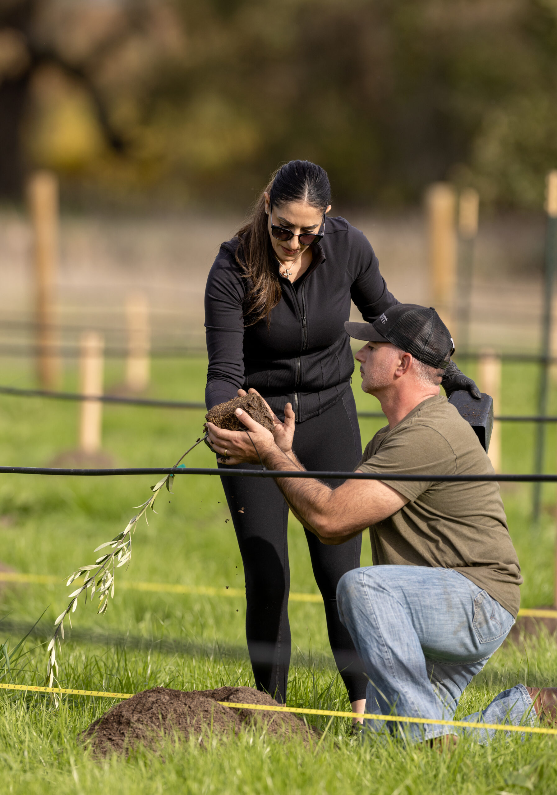 Husary Olive Oil owner Mousa Husary and his wife Yara get their hands dirty planting some of the 1,500 Nabali and Souri Palestinian olive trees grown by UC Davis from Palestinian stock Tuesday, Nov. 10, 2025 on 8 acres in Larkfield. (John Burgess / The Press Democrat)