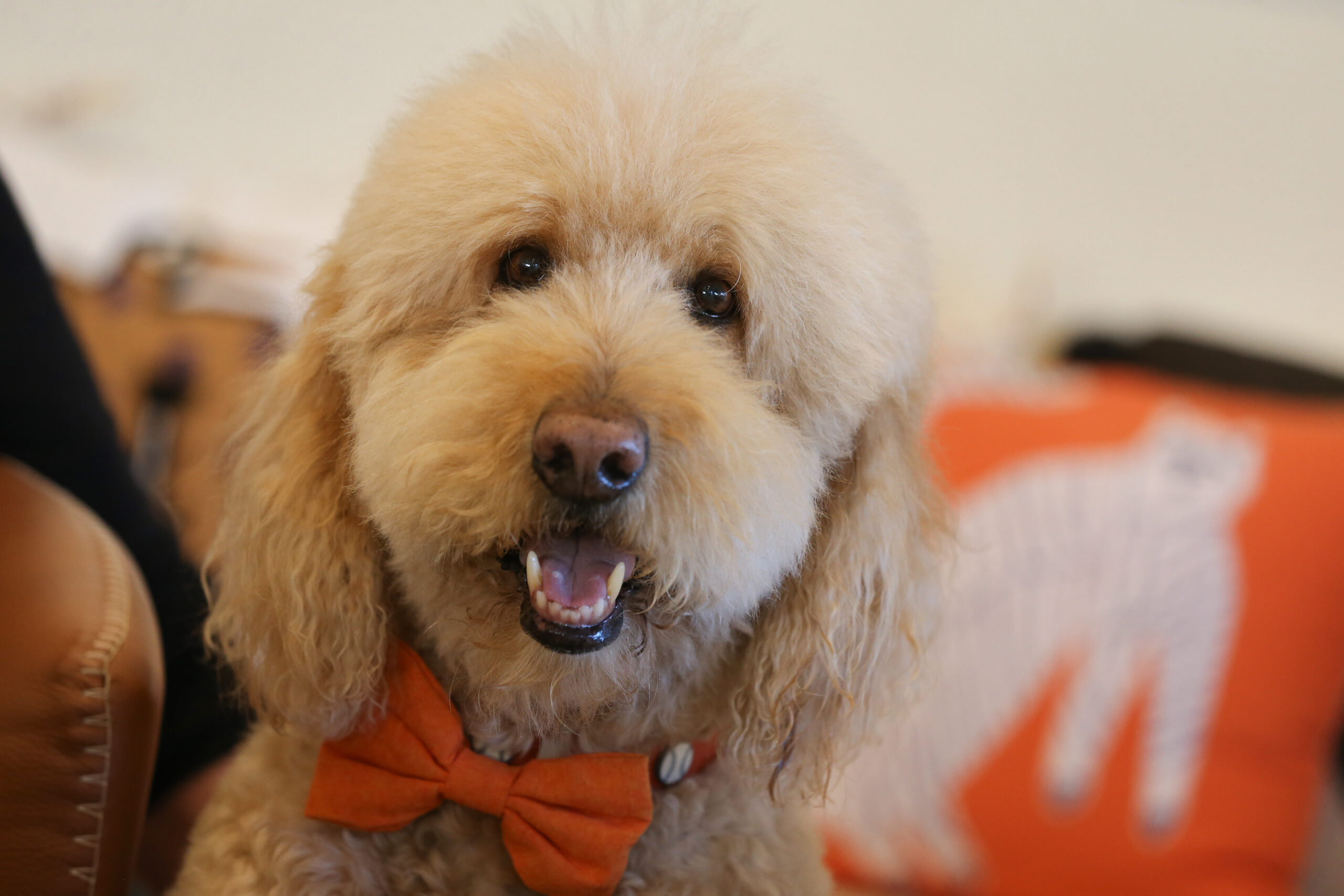 Tributes Pour In After the Death of a Beloved Sonoma Winery Dog