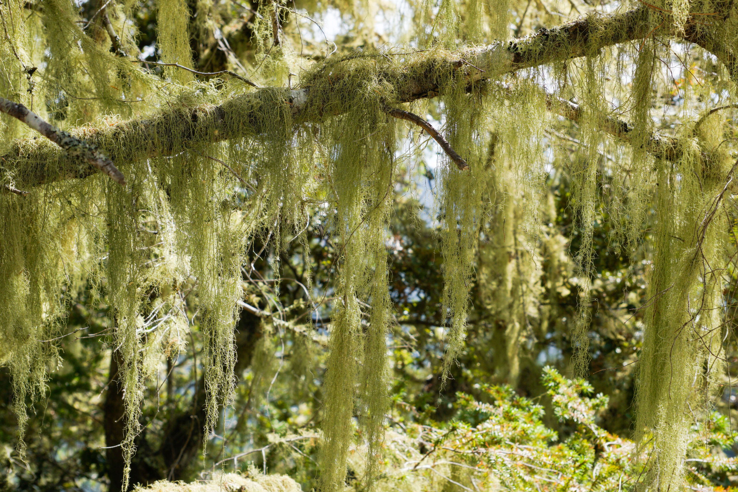 Lace Lichen hanging from a tree branch
