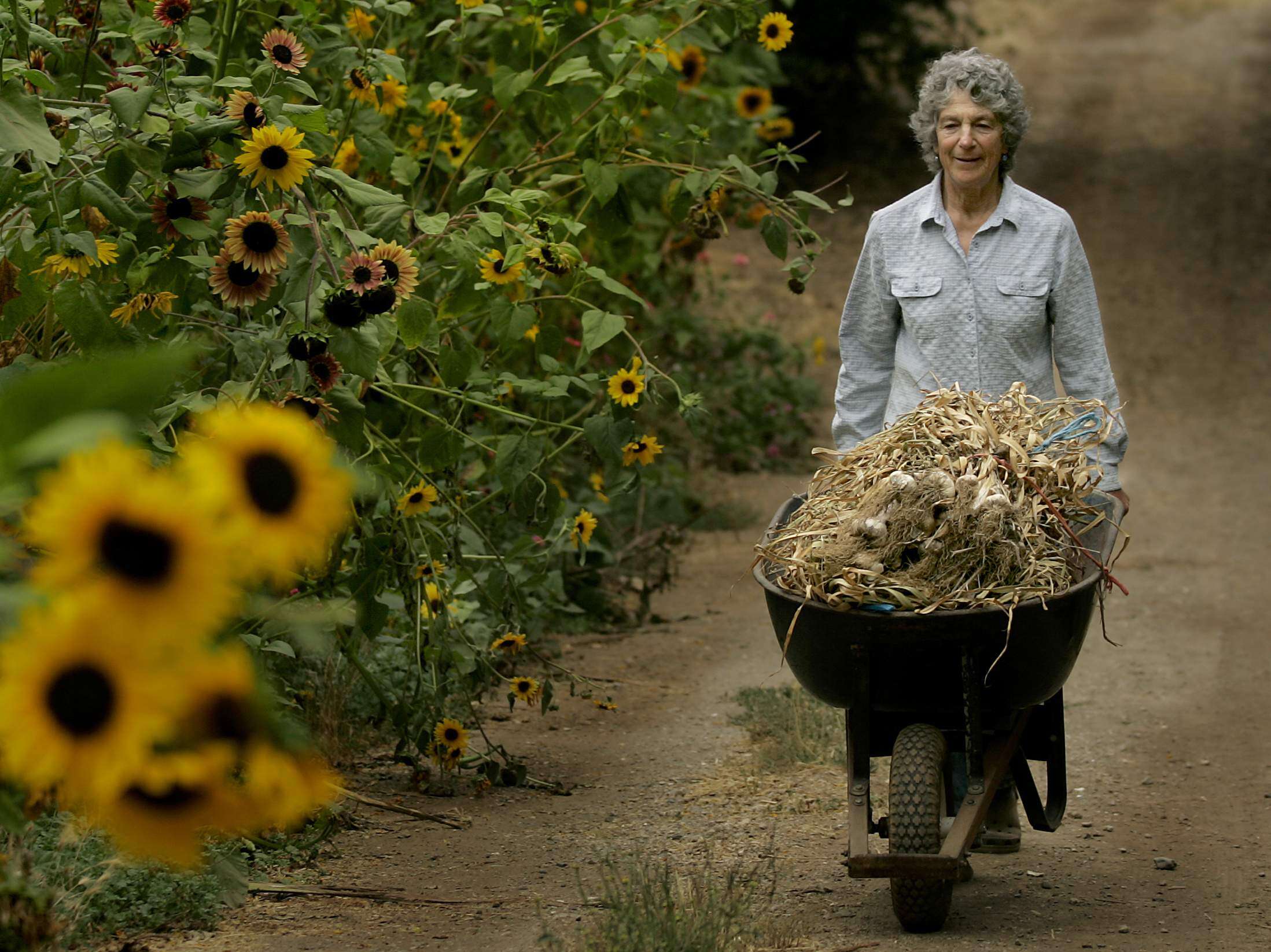 Yael Bernier carries a load of dried garlic to be trimmed for farmers market