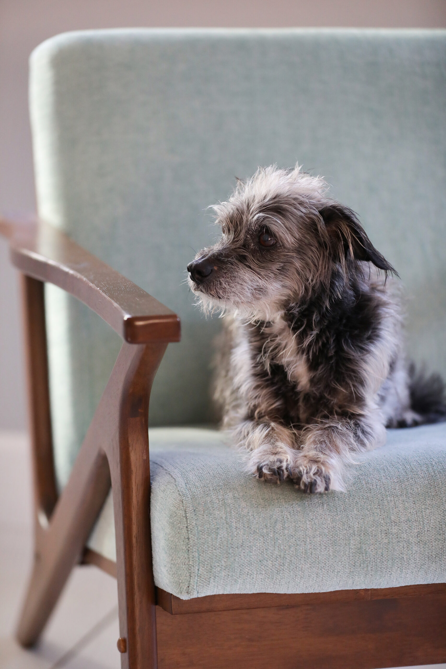 Duffy occupies a chair in the kitchen of Ada Limón’s kitchen at her home in Glen Ellen on Wednesday, February 4, 2026. (Christopher Chung/The Press Democrat)