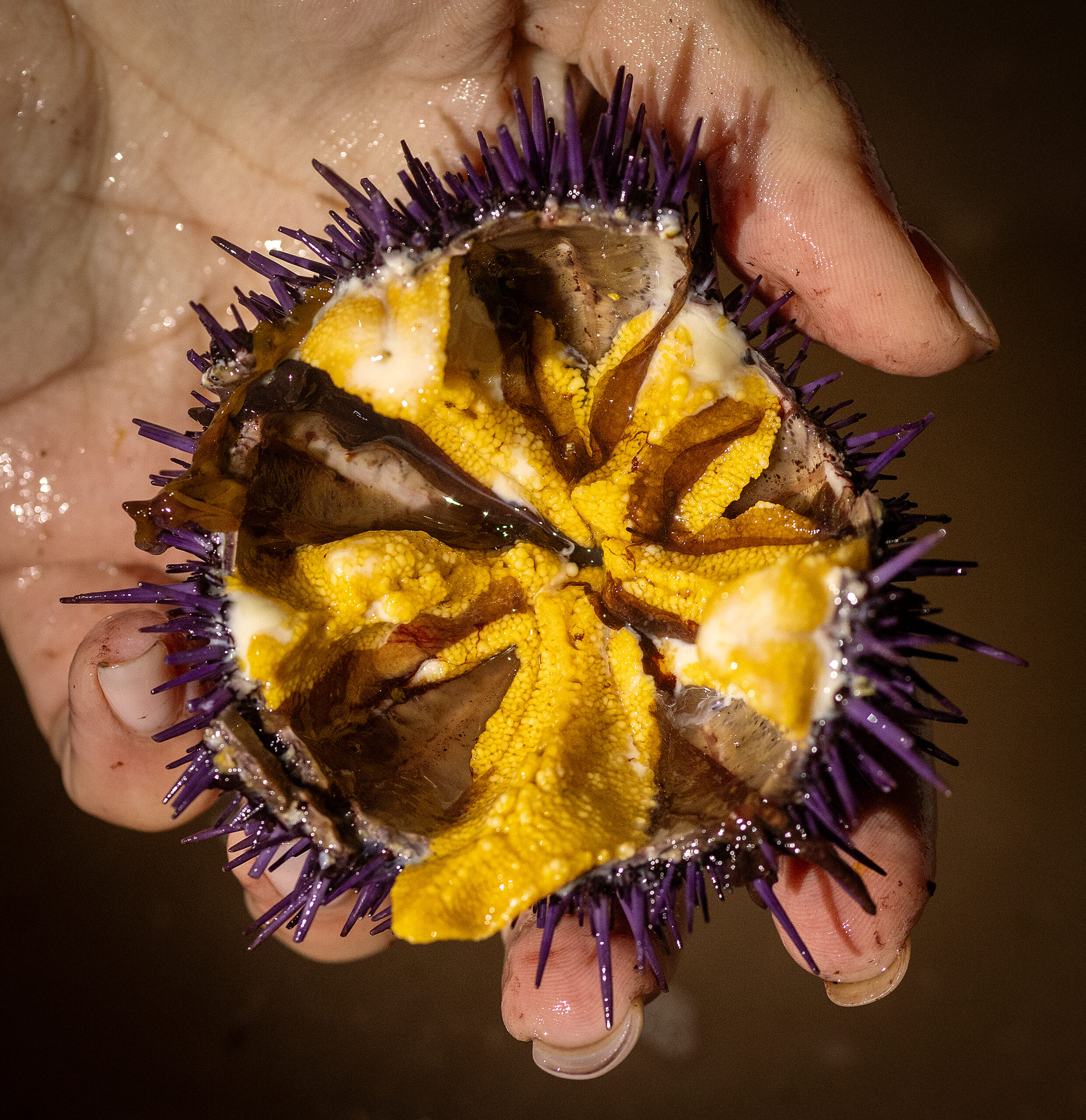 Cutting open purple sea urchins to reveal the edible uni at a foraging class with Fork in the Path tours Jan. 18, 2026 at the Sand Beach Cove at Fort Ross State Historic Park on the Sonoma Coast. (John Burgess / The Press Democrat)
