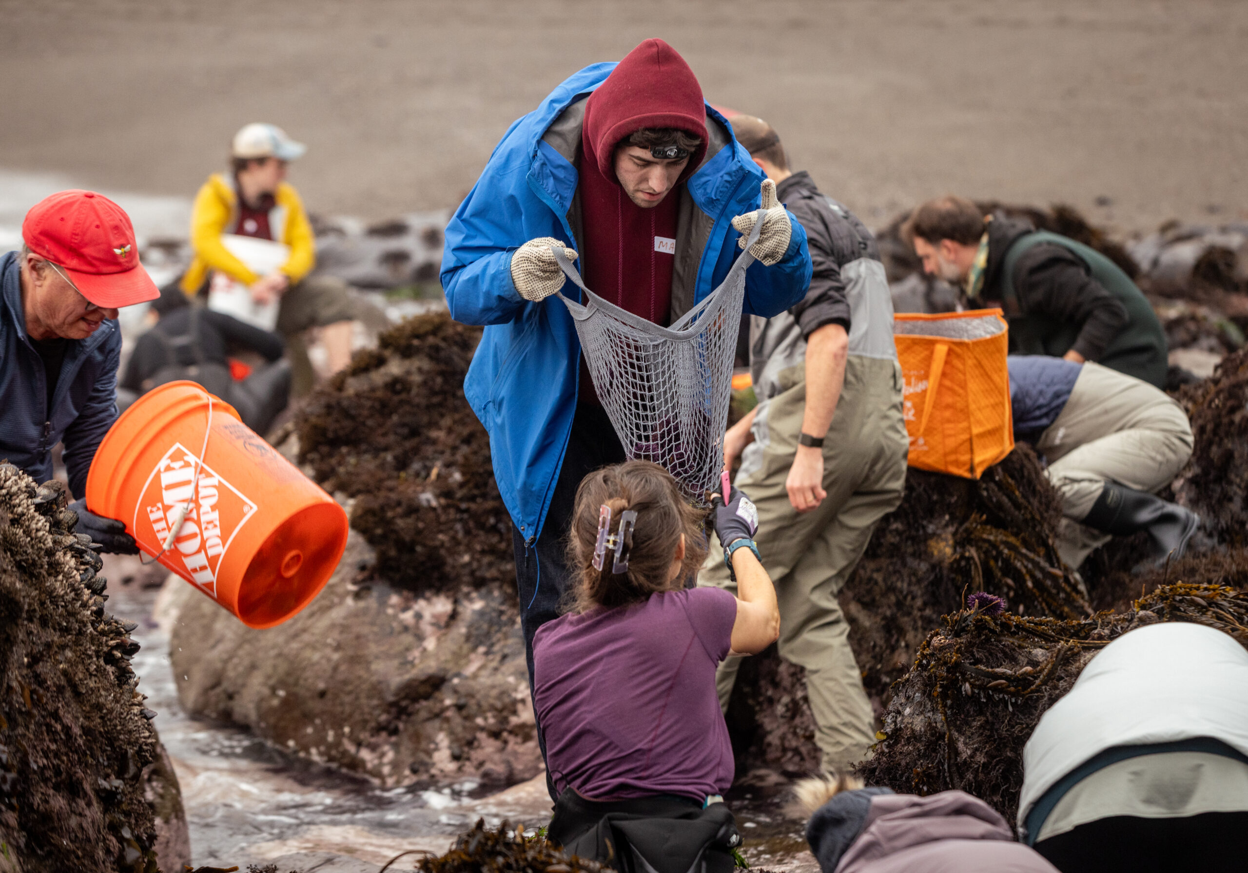 Delicacy seeking foodies comb the rocks for purple sea urchins during foraging class with Fork in the Path tours Jan. 18, 2026 at the Sand Beach Cove at Fort Ross State Historic Park on the Sonoma Coast. (John Burgess / The Press Democrat)