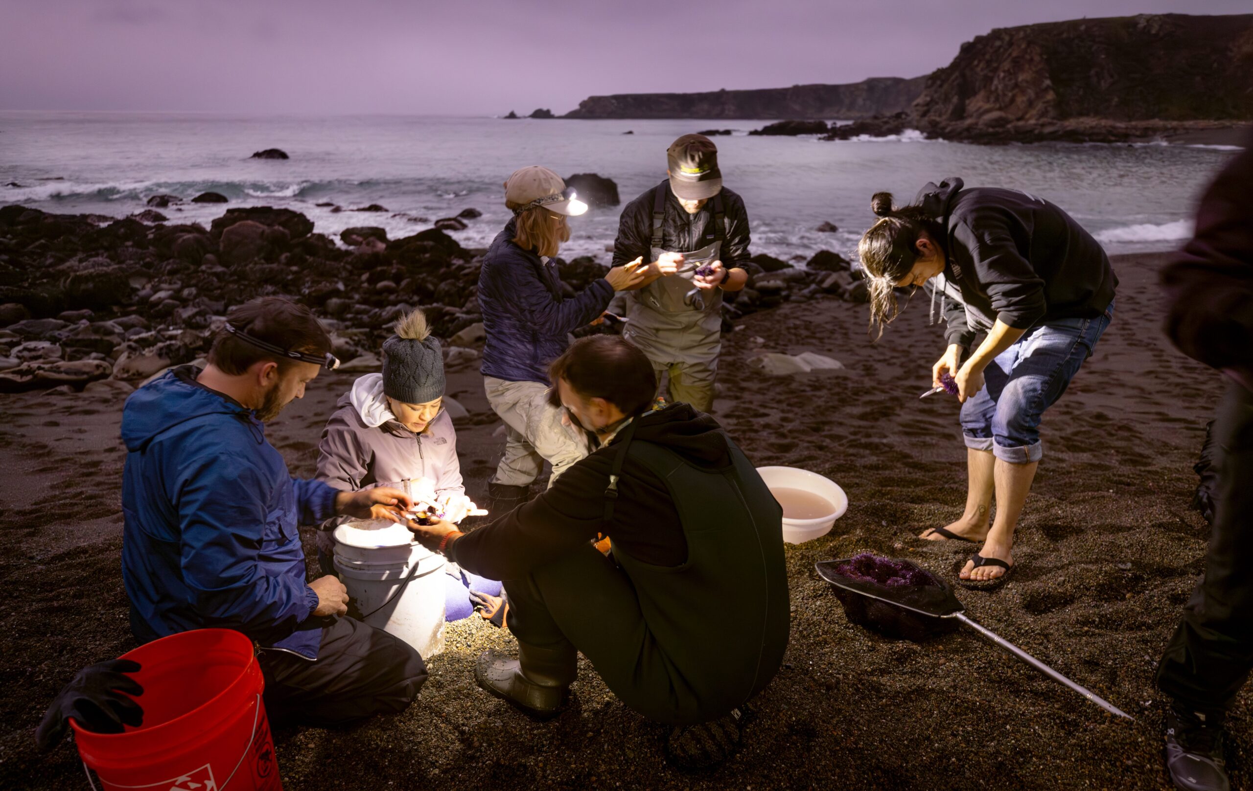 After a low tide harvest of purple sea urchins participants gather at Sand Beach Cove to crack open and eat the delicious uni during a foraging class with Fork in the Path tours Jan. 18, 2026 at the Sand Beach Cove at Fort Ross State Historic Park on the Sonoma Coast. (John Burgess / The Press Democrat)