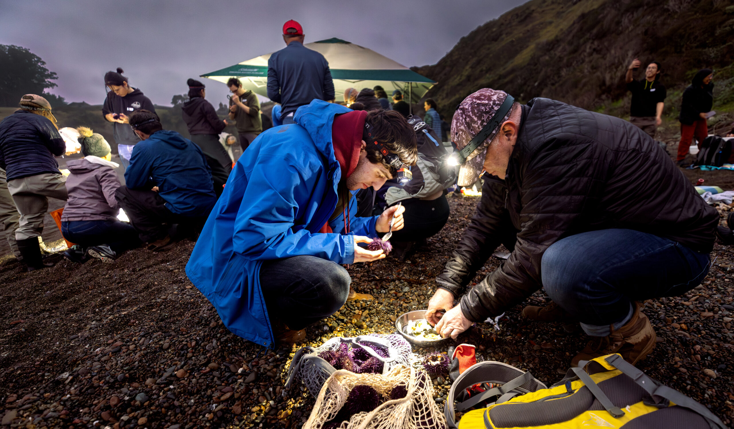 After a low tide harvest of purple sea urchins participants gather at Sand Beach Cove to crack open and eat the delicious uni during a foraging class with Fork in the Path tours Jan. 18, 2026 at the Sand Beach Cove at Fort Ross State Historic Park on the Sonoma Coast. (John Burgess / The Press Democrat)