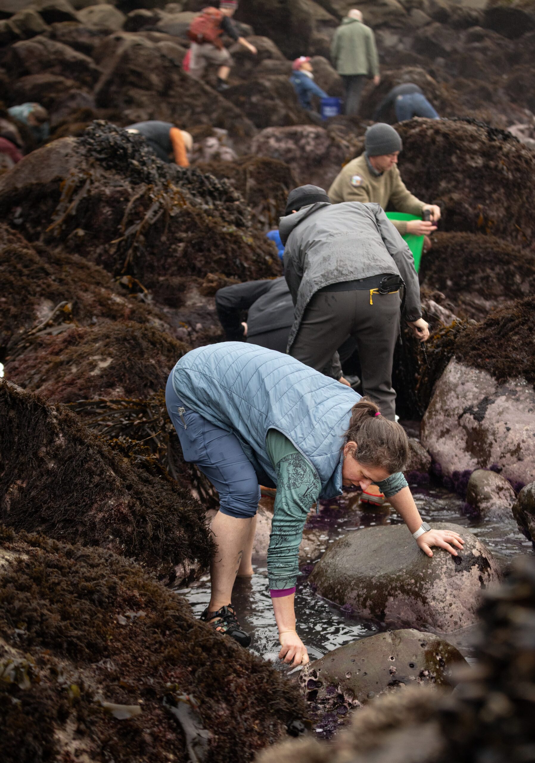 Delicacy seeking foodies comb the rocks for purple sea urchins 