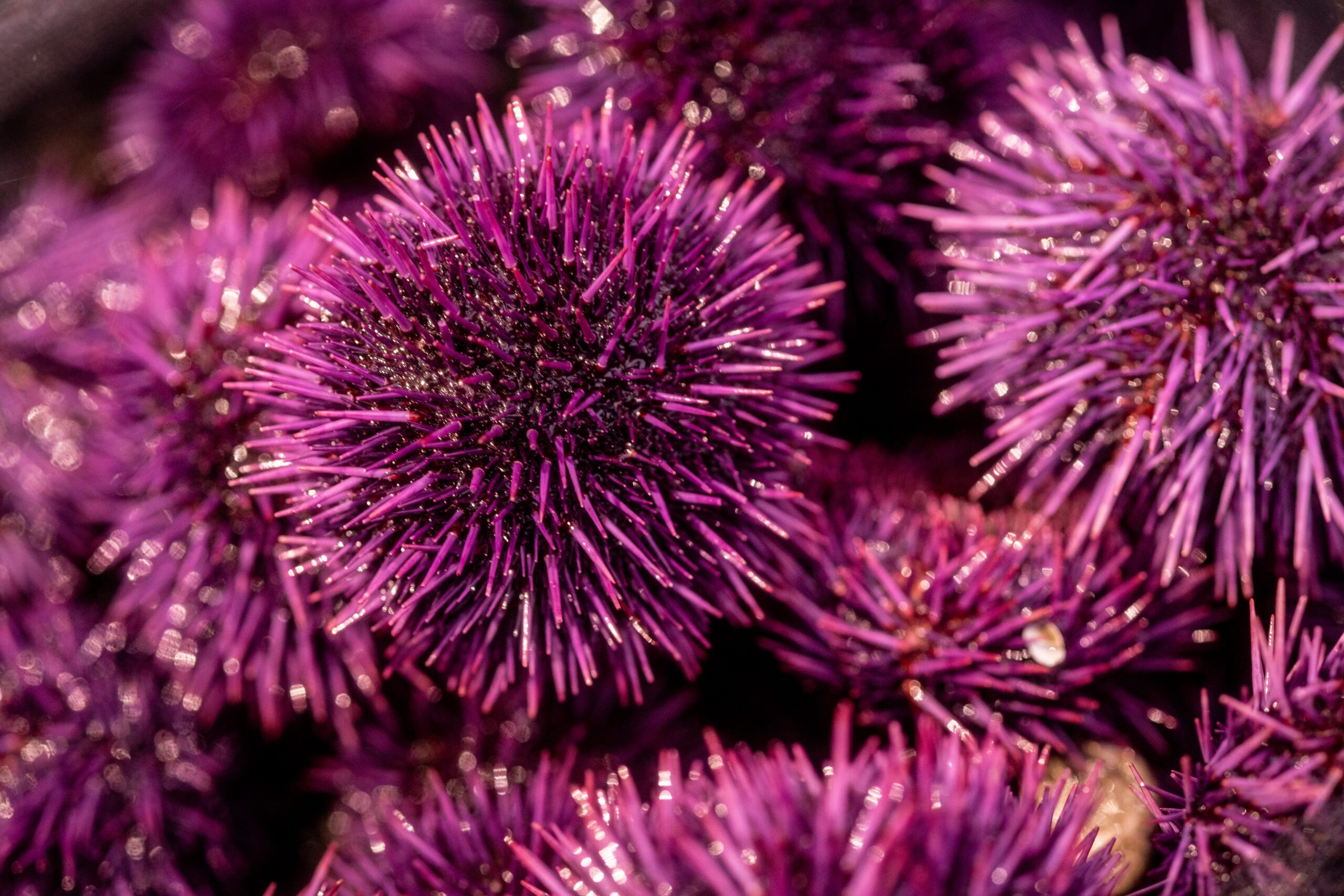 Purple sea urchins