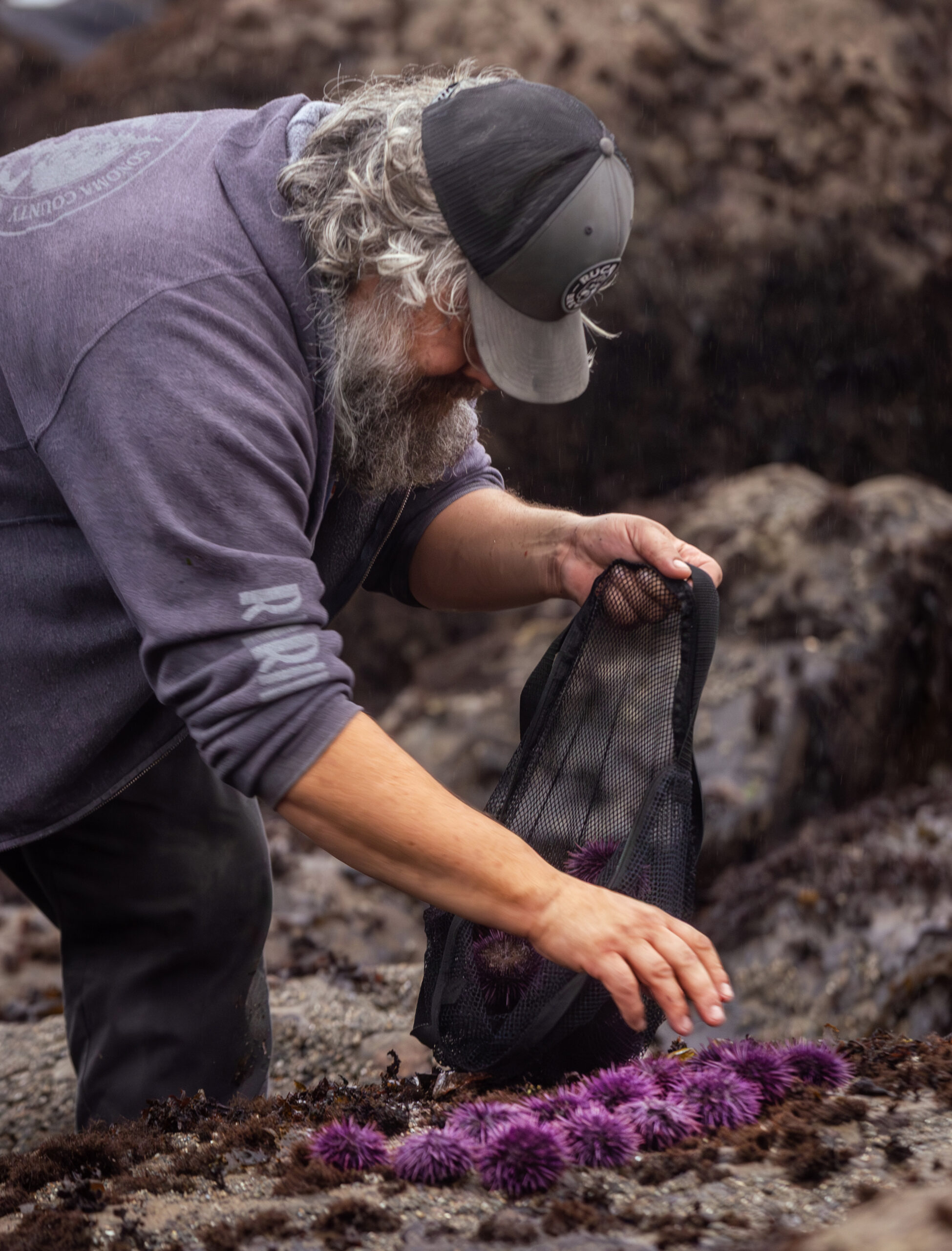 Frank Rolle of Fremont gathers his harvest of purple urchins during a uni foraging class with Fork in the Path tours Jan. 18, 2026 at the Sand Beach Cove at Fort Ross State Historic Park on the Sonoma Coast. (John Burgess / The Press Democrat)