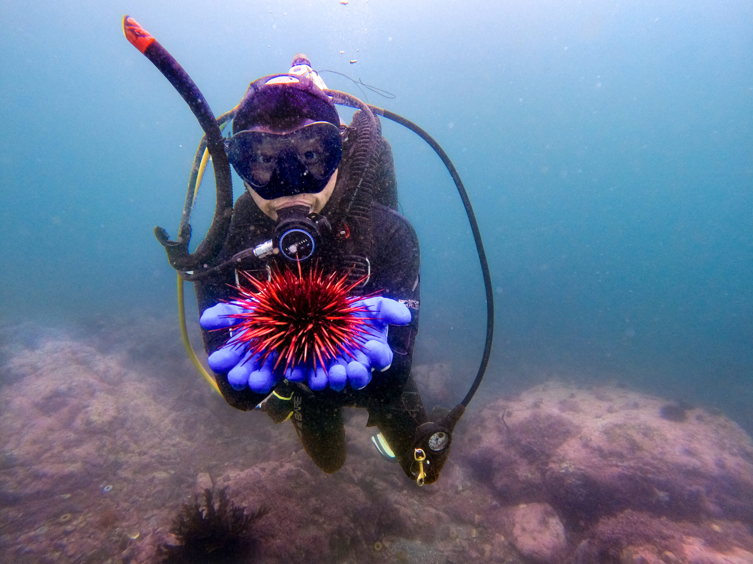 Bodega Marin Lab Ph.D. candidate Maya Munstermann studies urchins 