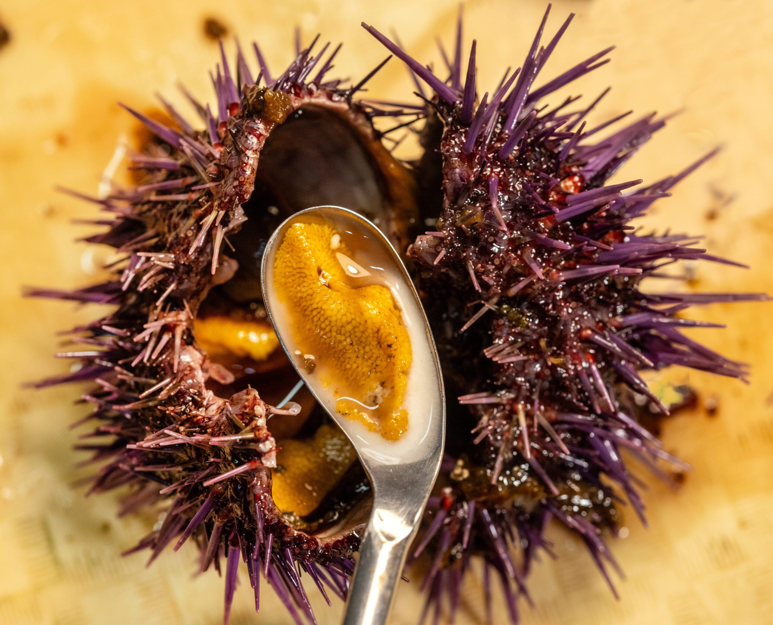 The dissected purple sea urchin reveals the gonads, the edible uni