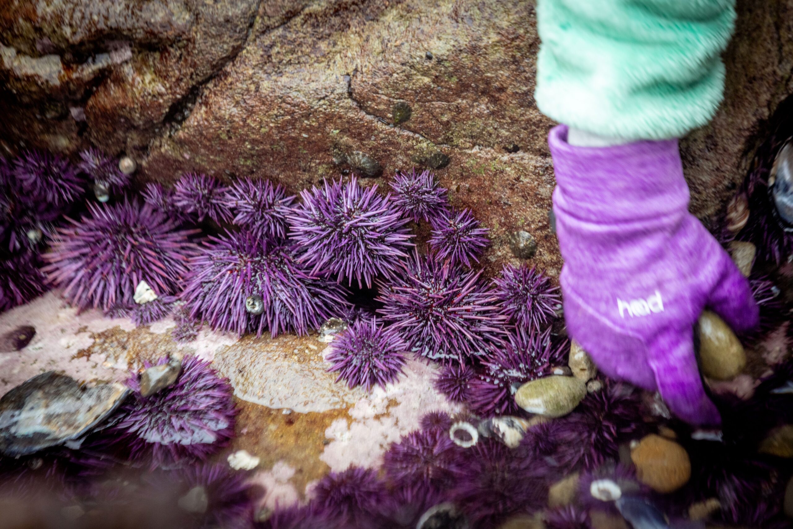 Delicacy seeking foodies comb the rocks for purple sea urchins 