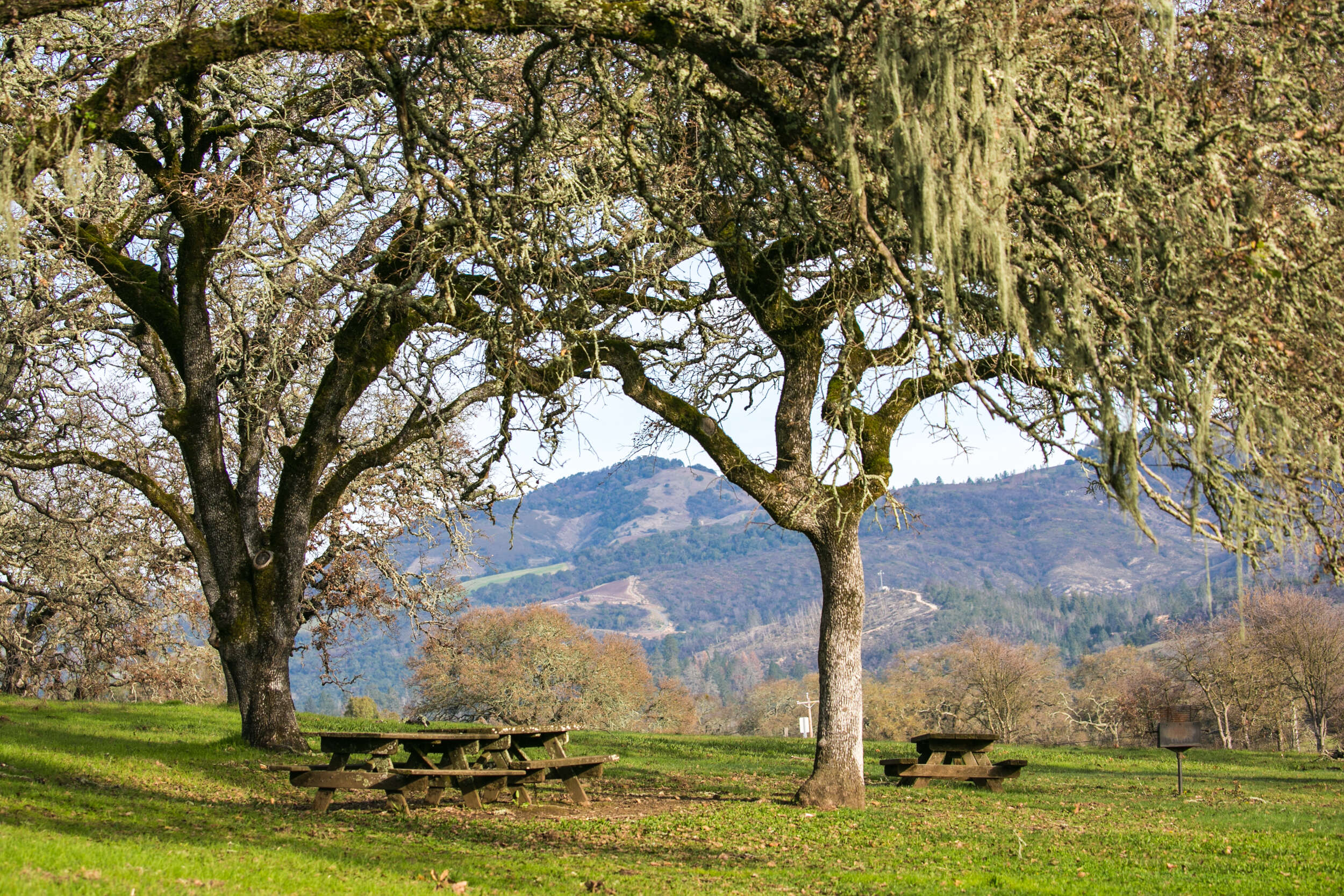 Sonoma Valley Regional Park picnic area near parking lot in Glen Ellen. (Julie Vader/for Sonoma Index-Tribune)