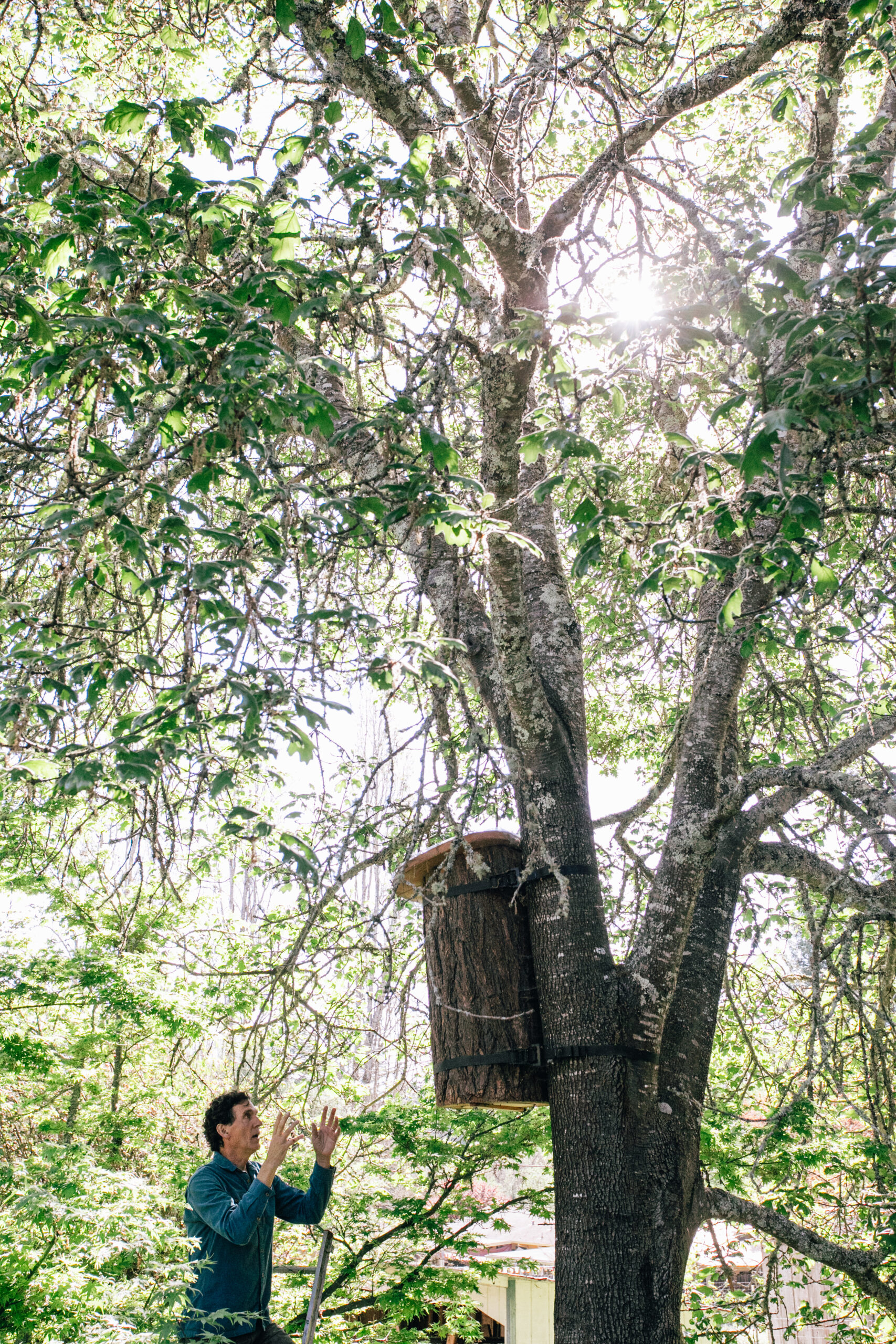 Apis Arborea founder Michael Thiele discusses the TreeNest installed in a tree to house feral honeybees.
