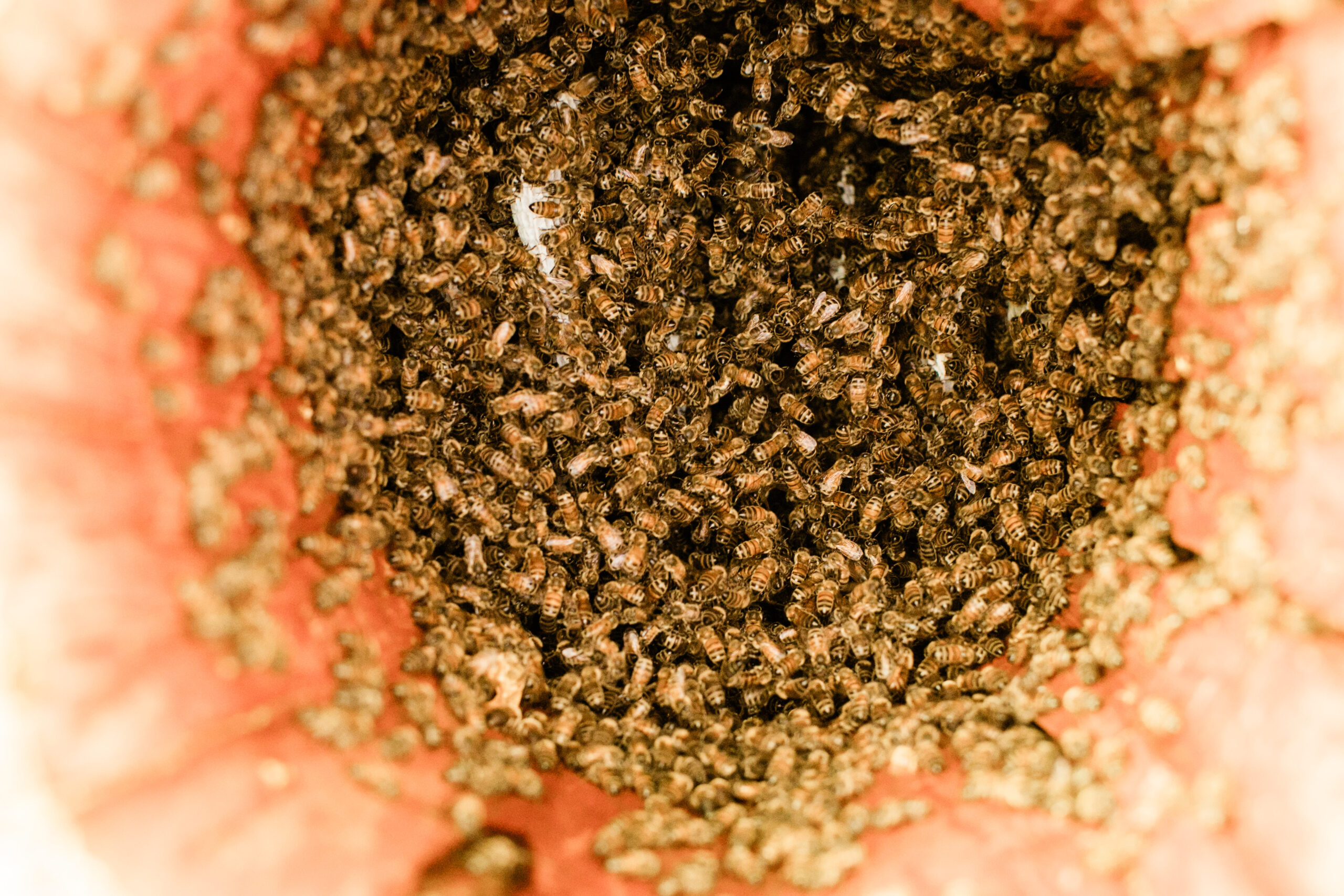 Bees inside a TreeNest created by Sebastopol's Apis Arborea.