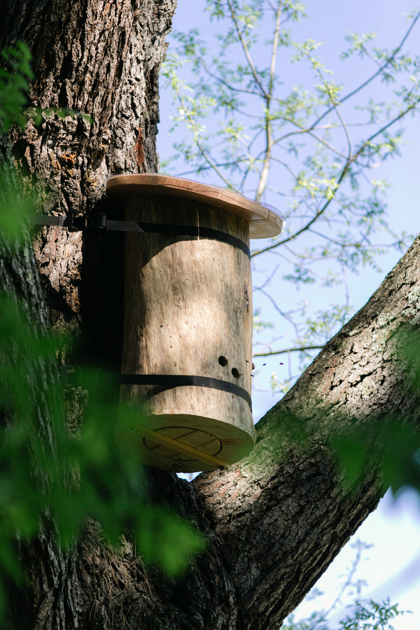 A TreeNest created by Sebastopol nonprofit Apis Arborea and installed on a tree to house feral honeybees. 
