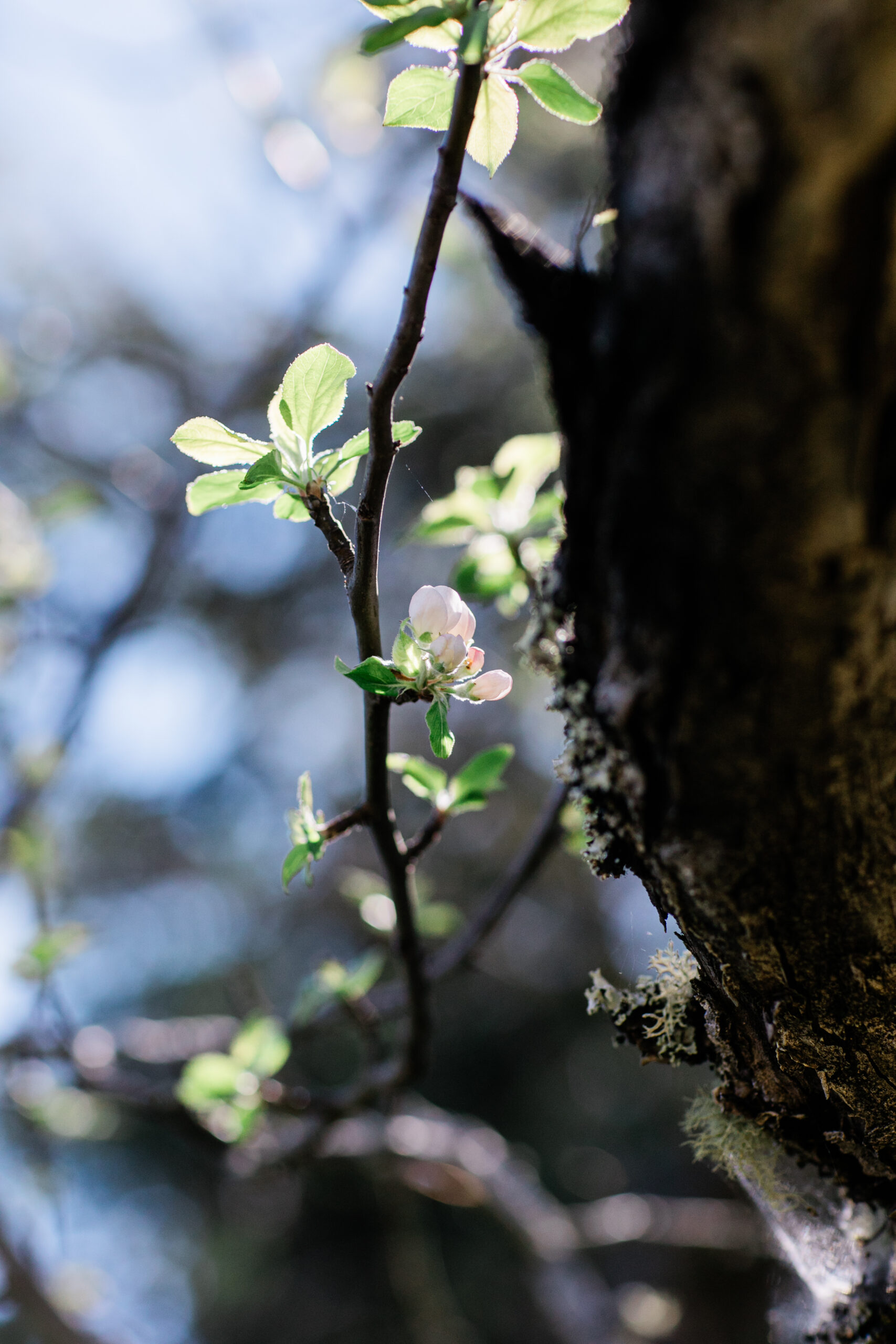 Apple blossoms in an apple orchard between Sebastopol and Occidental. (Eileen Roche)