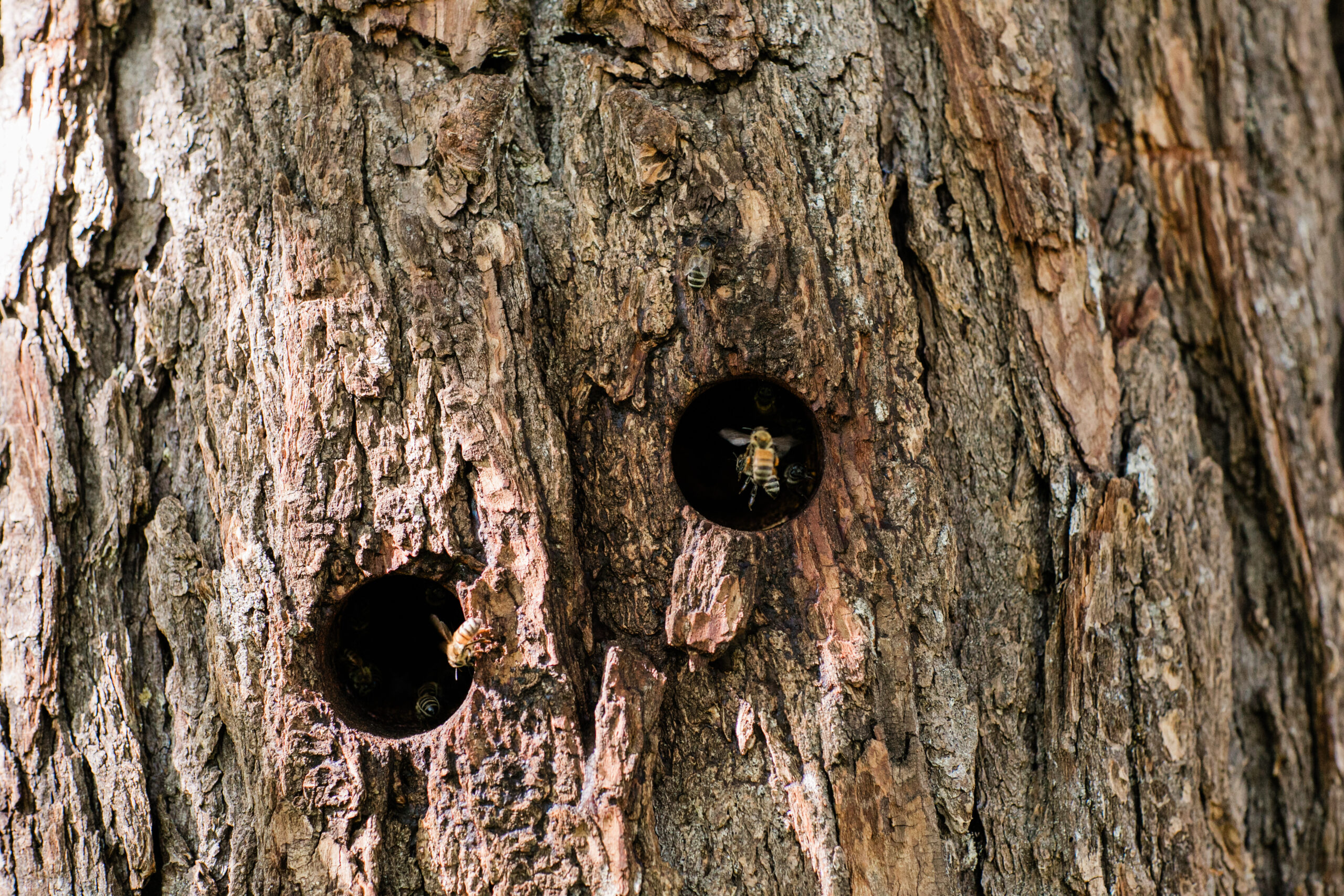 Apis Arborea founder Michael Thiele uses a method called "beelining" to observe and track bees as they scout for a new location for their hive. (Eileen Roche)