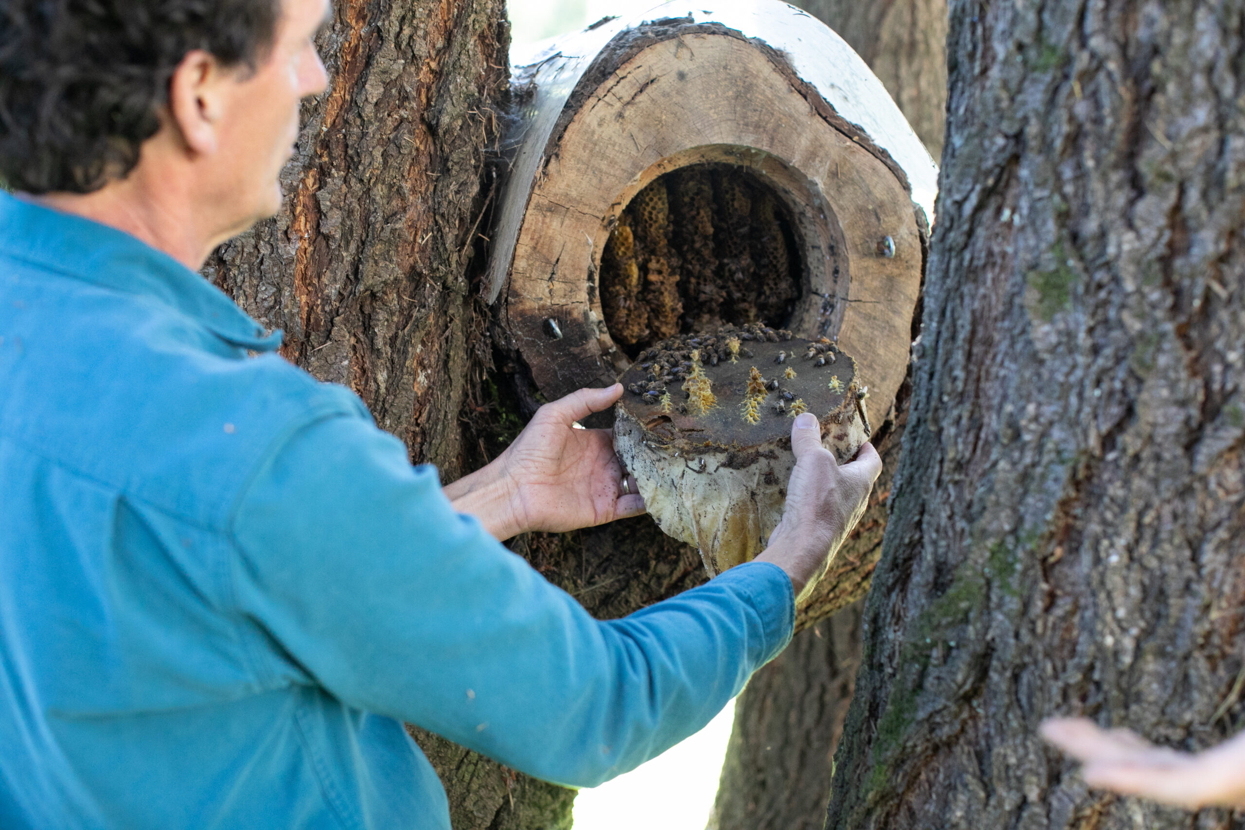 TreeNests are prepared with beeswax and a resinous substance called propolis to attract honeybees before being installed. (Eileen Roche)