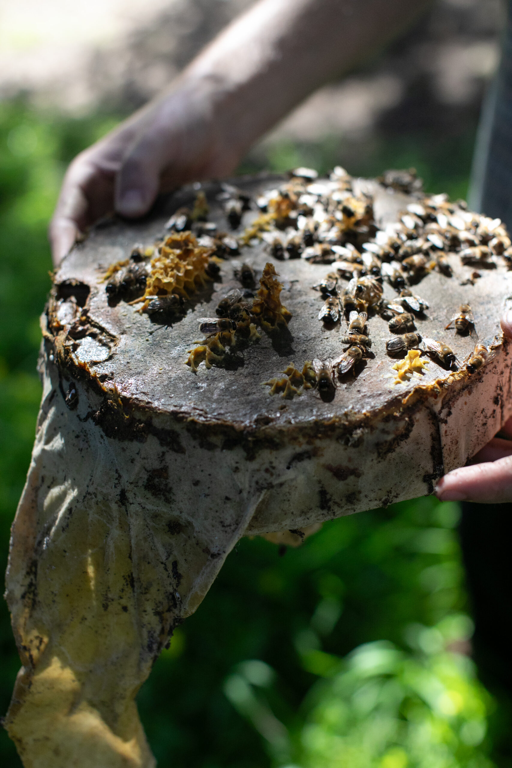 TreeNests are prepared with beeswax and a resinous substance called propolis to attract honeybees before being installed. 