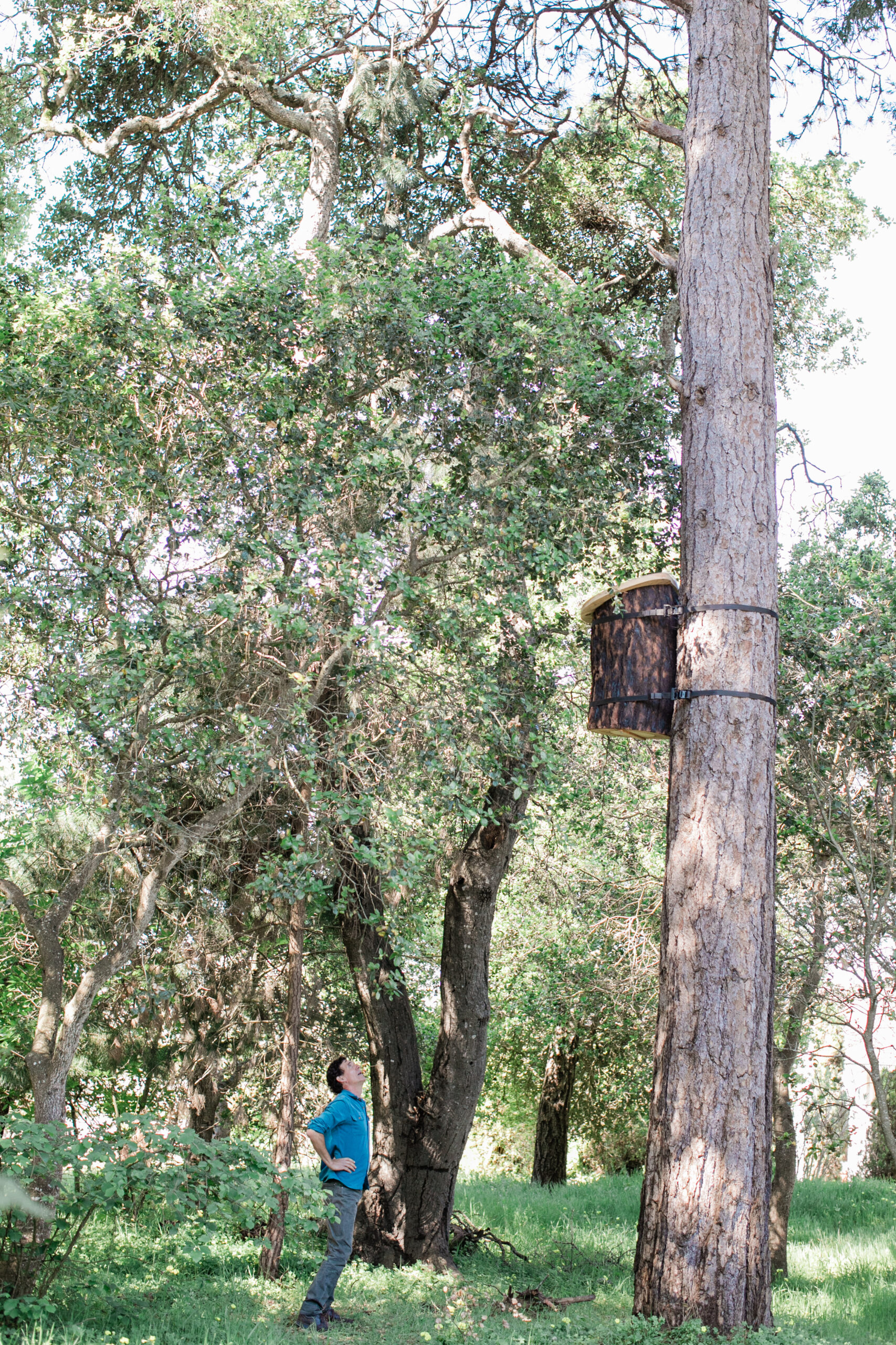 Apis Arborea founder Michael Thiele assesses the TreeNest installed in a tree to house feral honeybees. (Eileen Roche)