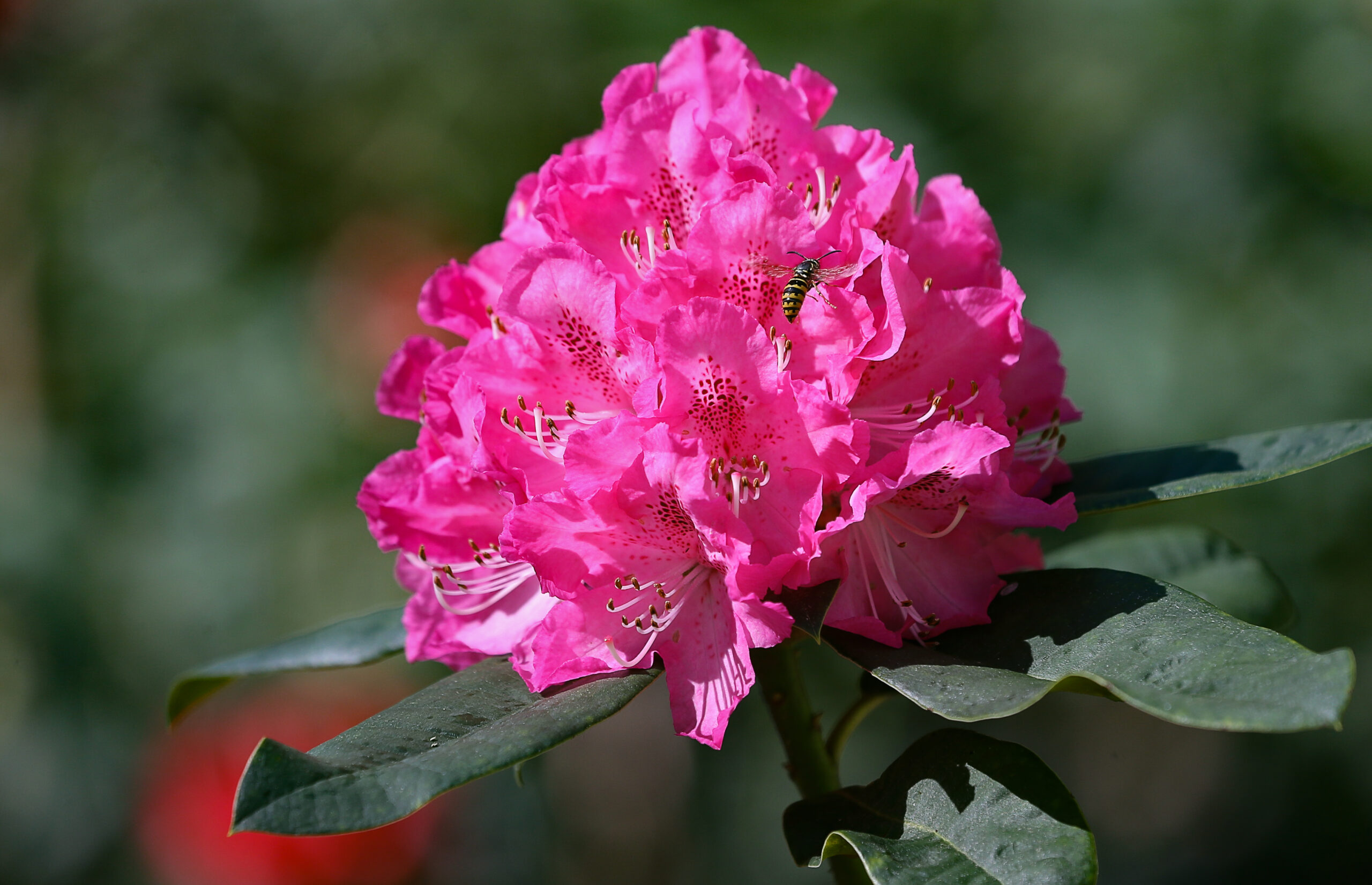 Where to See Rhododendrons in Bloom in Sonoma County - Sonoma Magazine
