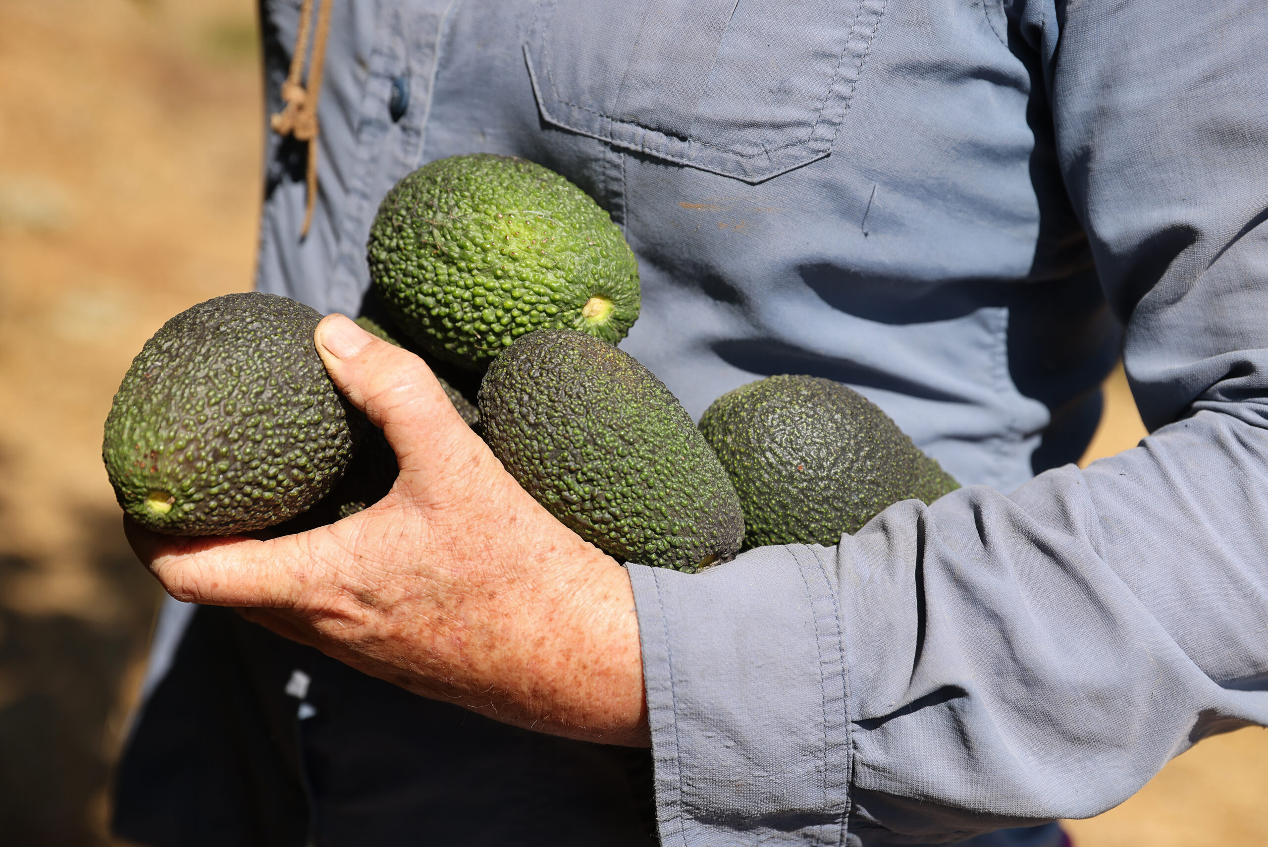 Rebecca Bozzelli carries an armful of Hass avocados while harvesting them at Seven Moons Farm in Sonoma on Friday, August 29, 2025. (Christopher Chung/The Press Democrat)