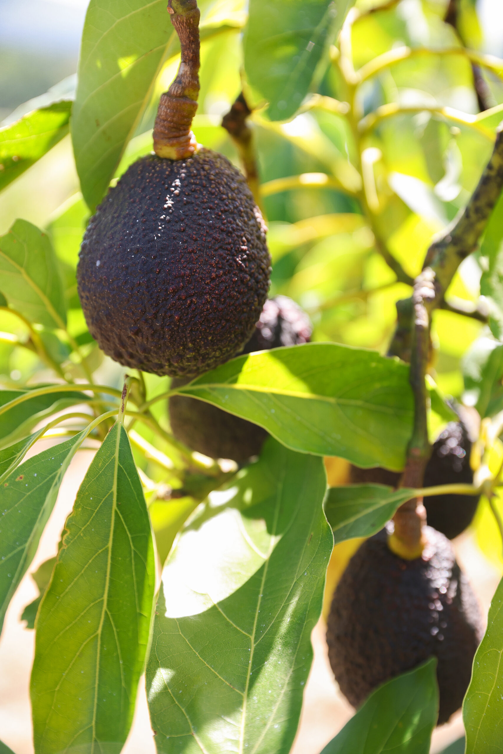 Avocados