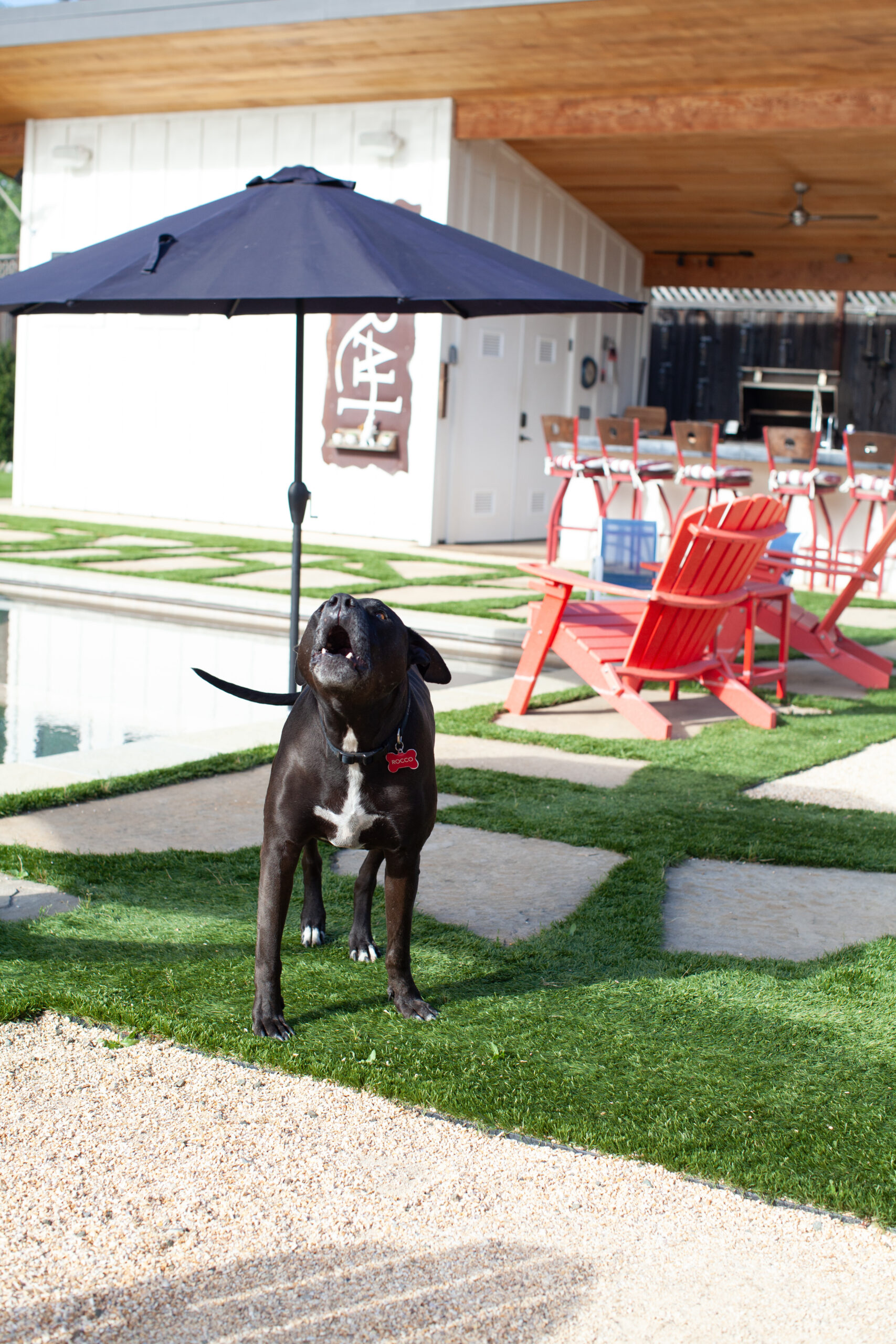 The Silverses' dog, Rocco, by the outdoor kitchen and pool. (Eileen Roche)