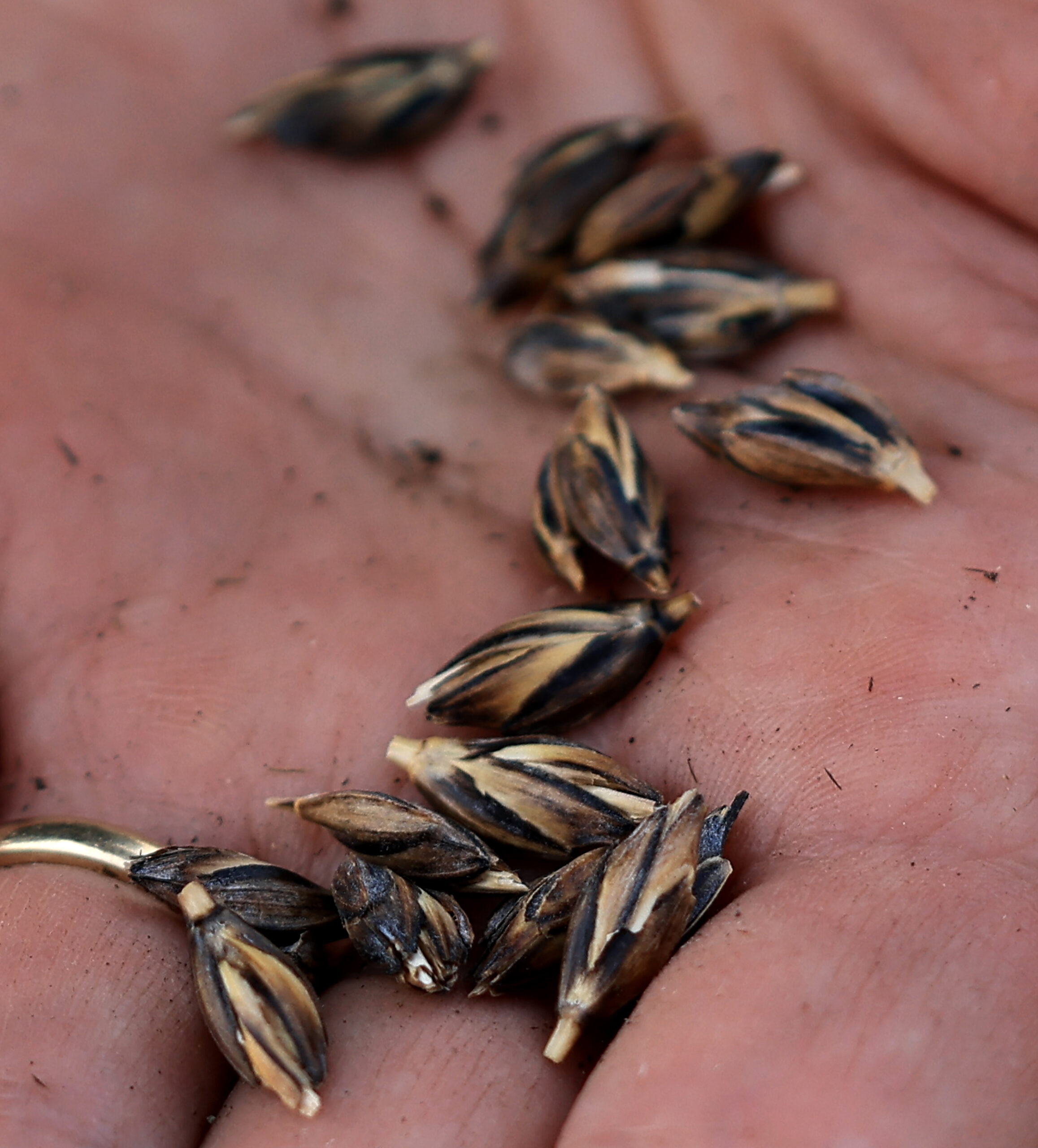 Mai Nguyen displays black emmer, an ancient a nutrient-dense wheat grain Nguyen will be planting at Green Valley Farm and Mill in west Sonoma County