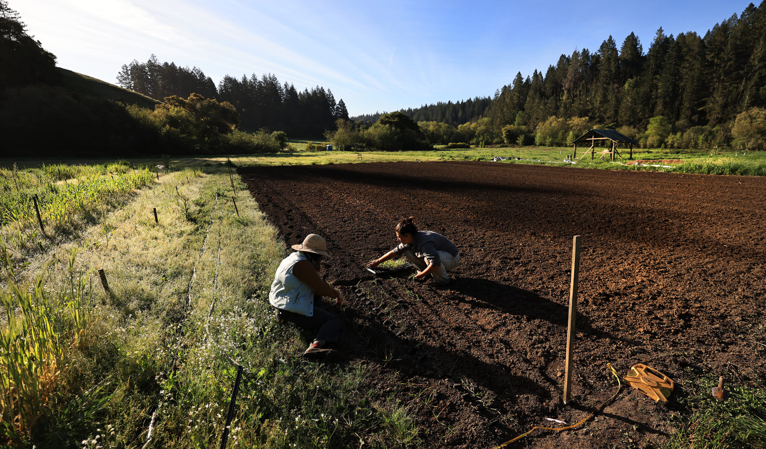 Early morning greets Mai Nguyen, left, and Alice Tibbetts as they sow wheat starts at Green Valley Farm and Mill in west Sonoma County, Sunday, March 22, 2026. (Kent Porter / The Press Democrat)