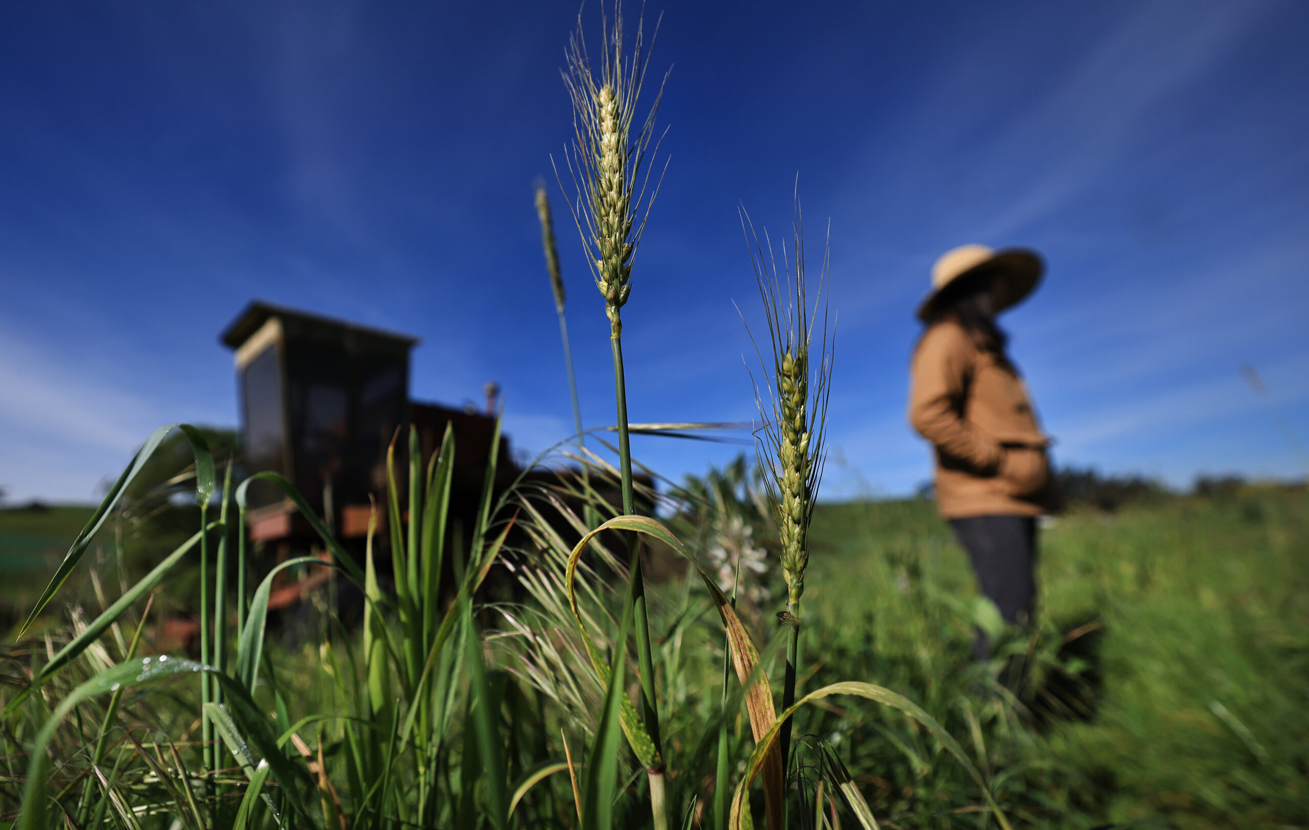 Sebastopol grain farmer Mai Nguyen