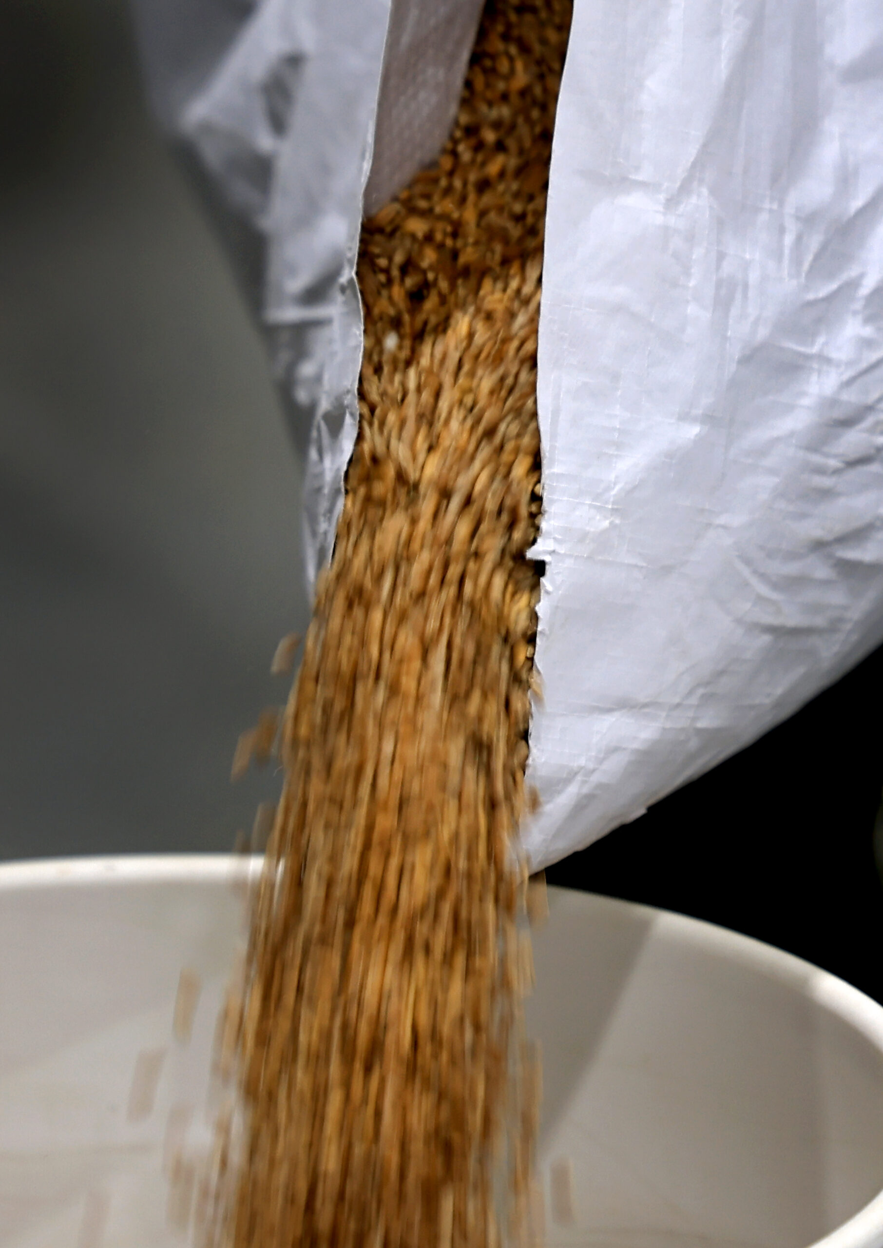 Wheat grain
