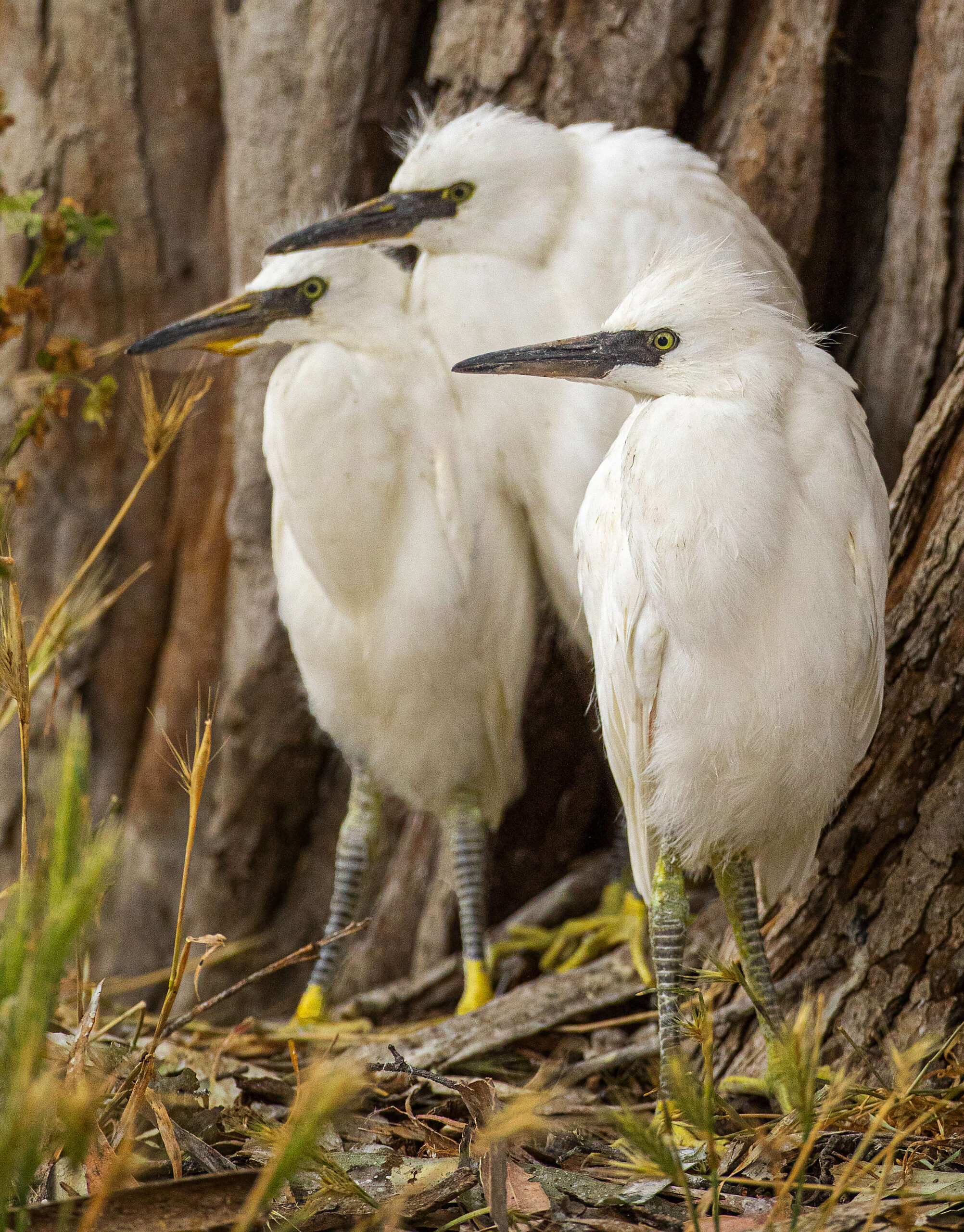 Snowy egret chicks that fell from their nests in eucalyptus trees in the median of W. Ninth Street huddle together until volunteers from a bird rescue come to collect them in Santa Rosa Friday, May 27, 2022. (John Burgess / The Press Democrat)