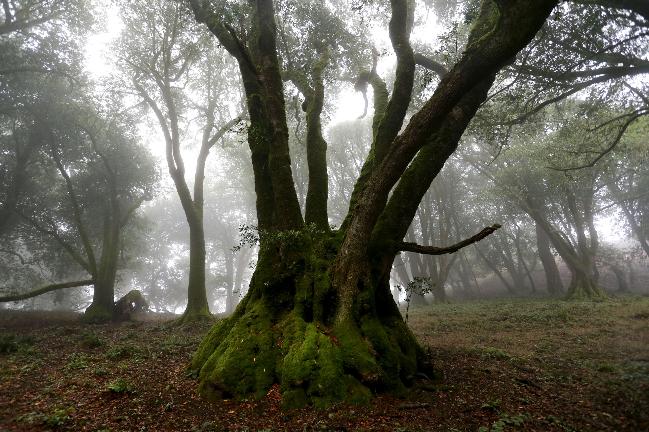 A grove of oak and bay trees grow at Wright Hill Ranch soon to be become the Wright Hill Regional Park and Open Space Preserve, located off Hwy 1 a few miles south of Jenner, Calif., on Monday, August 23, 2021.(Beth Schlanker/The Press Democrat)