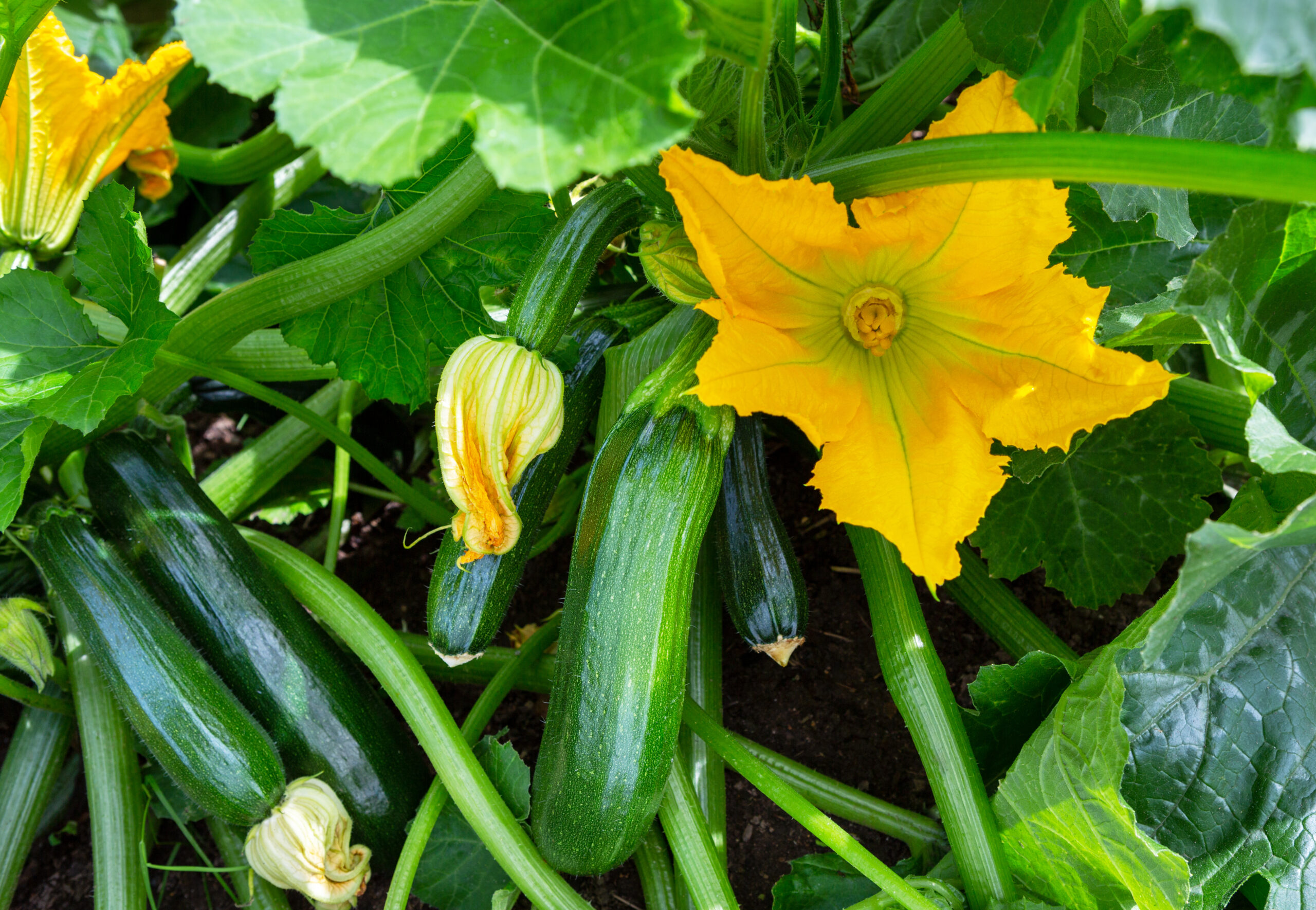 Zucchini plant. Zucchini with flower and fruit in field. Green vegetable marrow growing on bush. Courgettes blossoms. (romiri / Getty Images)