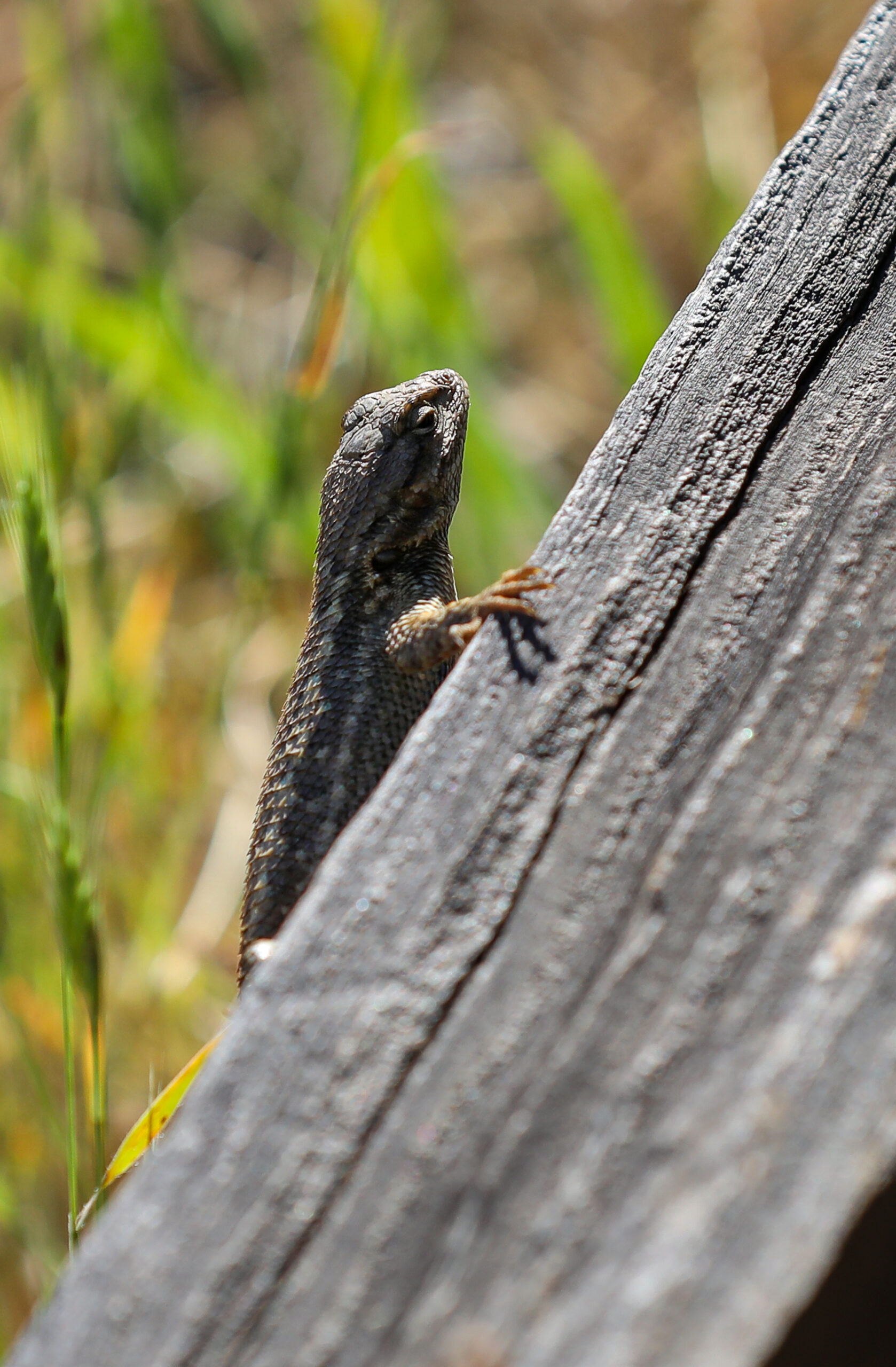 A lizard pokes its head out along the Sound of Music trail in the Monte Rio Redwoods Regional Park & Open Space Preserve