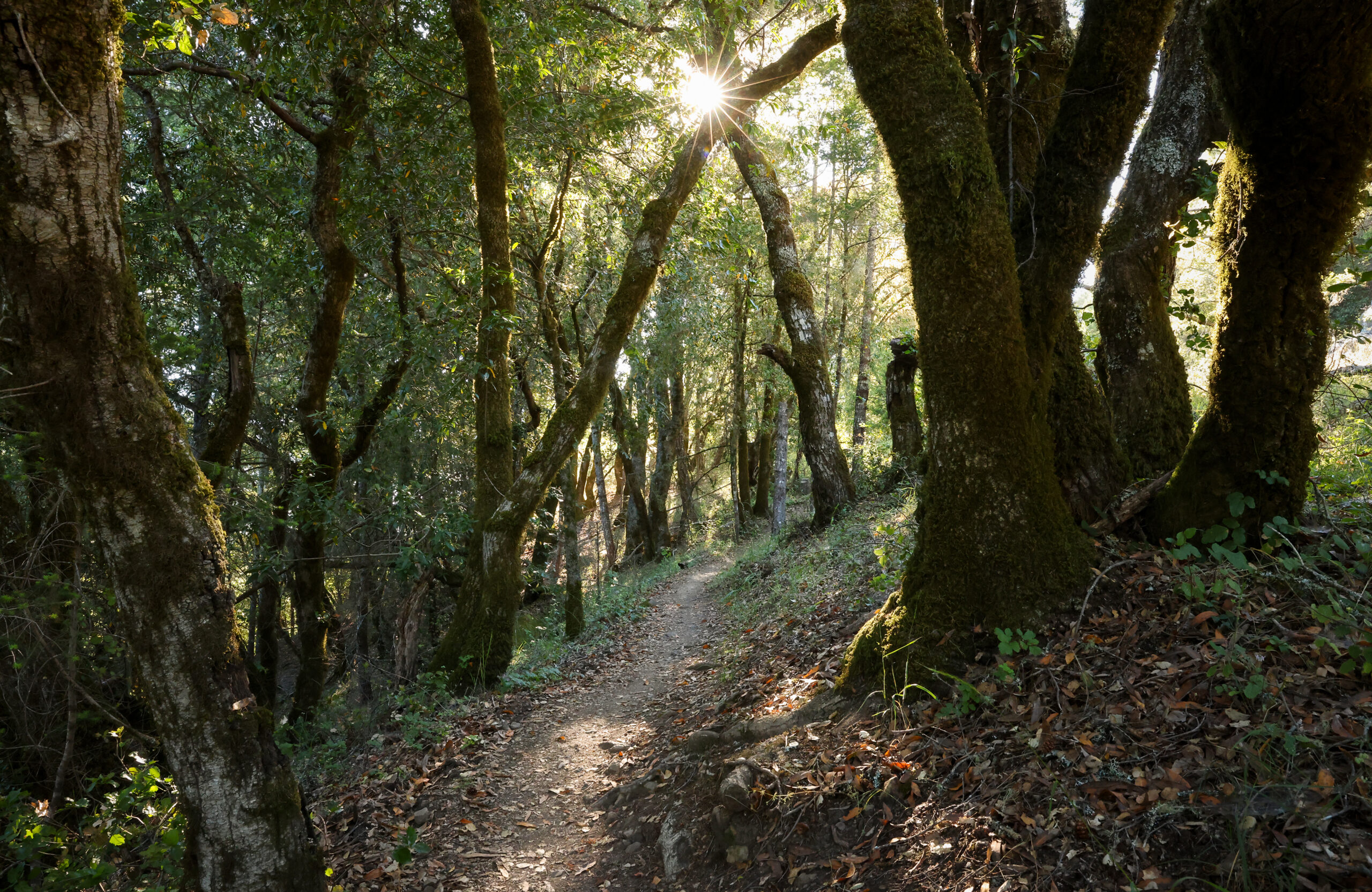 Occidental outdoors