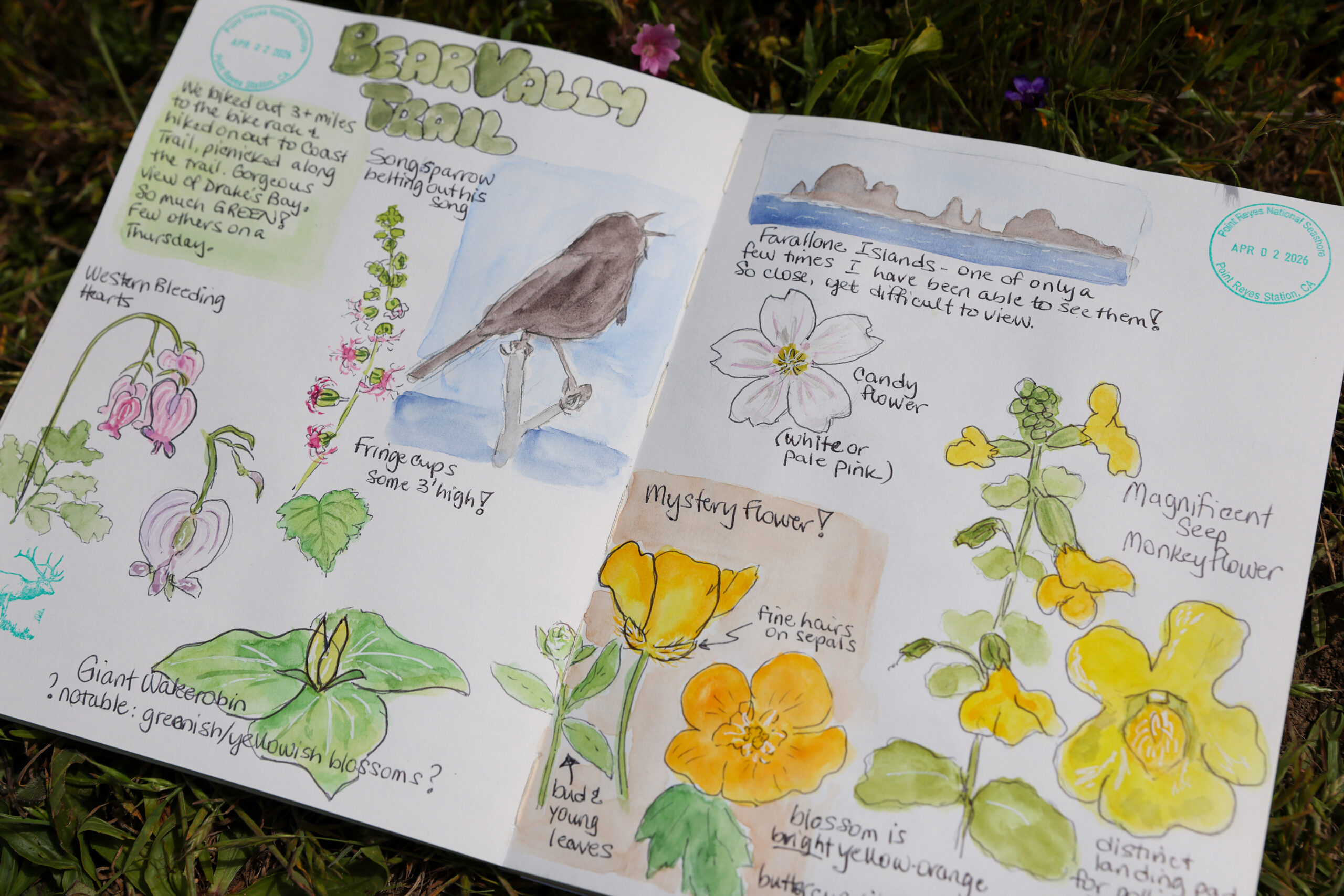 A page of Sarah Reid’s nature journal from day at Bear Valley Trail. Photo taken at Shell Beach, north of Bodega Bay on Monday, May 4, 2026. (Christopher Chung/The Press Democrat)