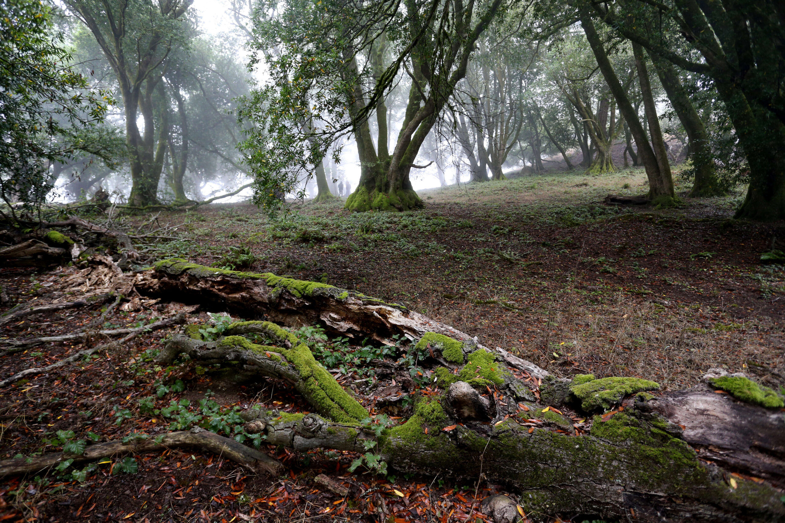 Wright Hill Regional Park and Open Space Preserve