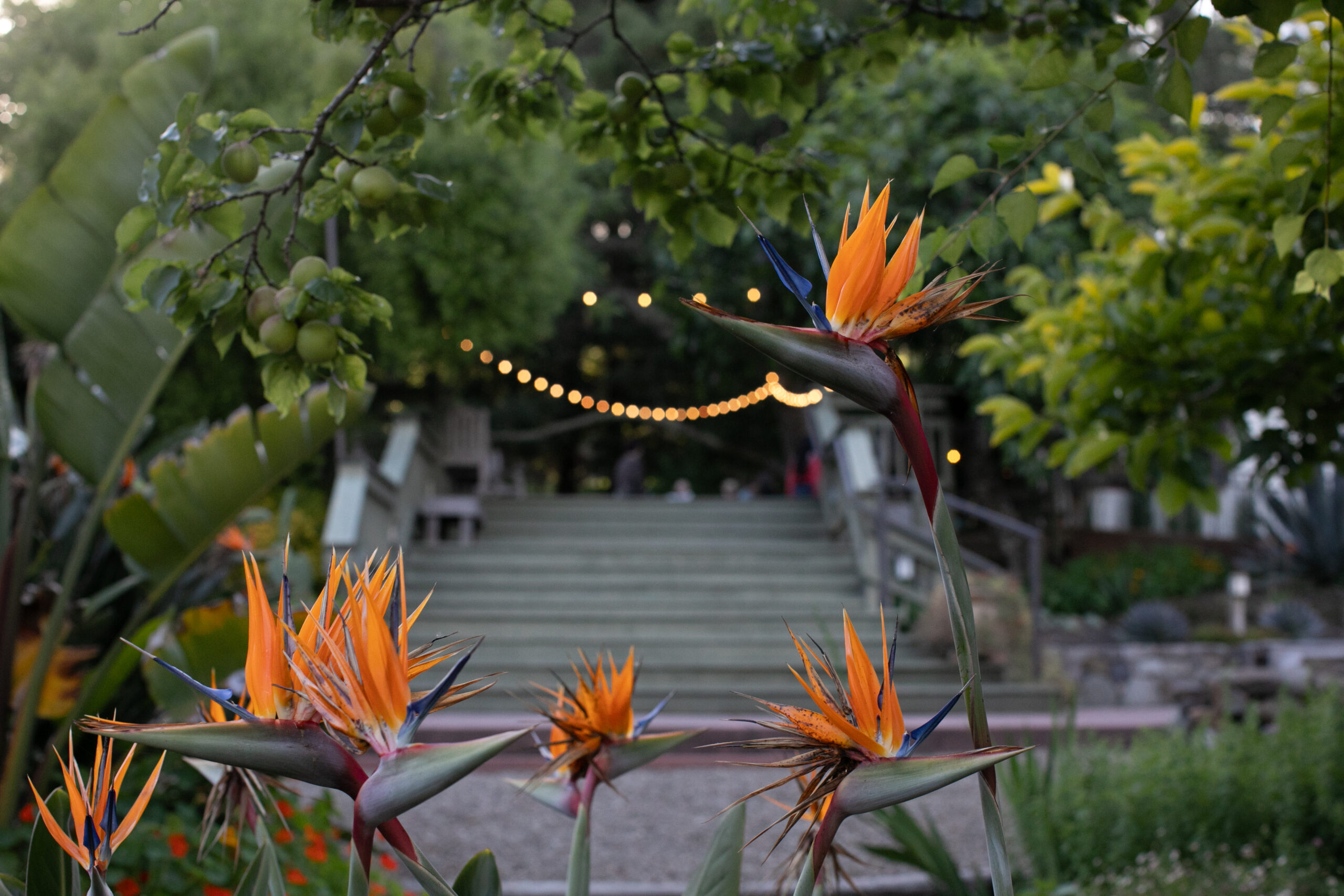 Bird of paradise flowers at the Westerbeke Ranch in Sonoma. (Eileen Roche)