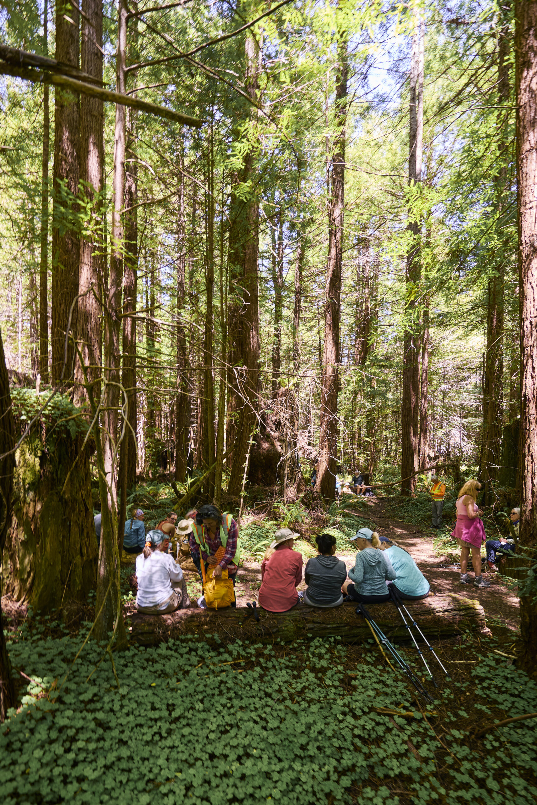 Hikers stop for a break at Monte Rio Redwoods Regional Park on Stage 5 of the Camino de Sonoma.