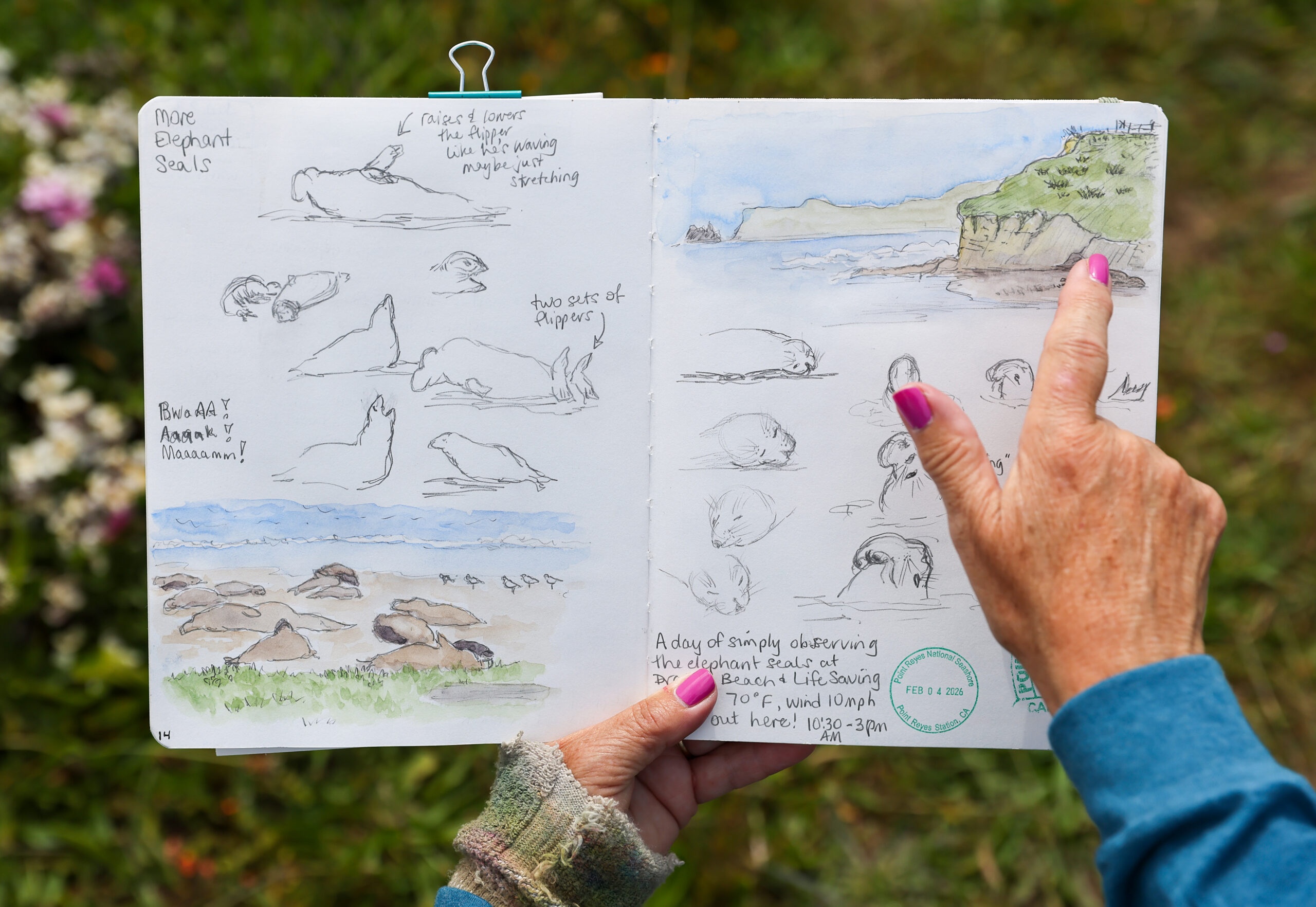 A page of Sarah Reid’s nature journal showing elephant seals at Drake’s Beach. Photo taken at Shell Beach, north of Bodega Bay on Monday, May 4, 2026. (Christopher Chung/The Press Democrat)