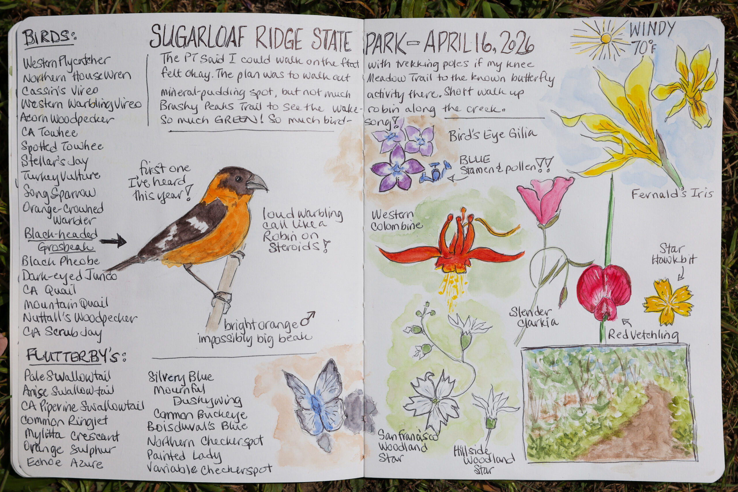 A page of Sarah Reid’s nature journal from a recent visit to Sugarloaf Ridge State Park. Photo taken at Shell Beach, north of Bodega Bay on Monday, May 4, 2026. (Christopher Chung/The Press Democrat)
